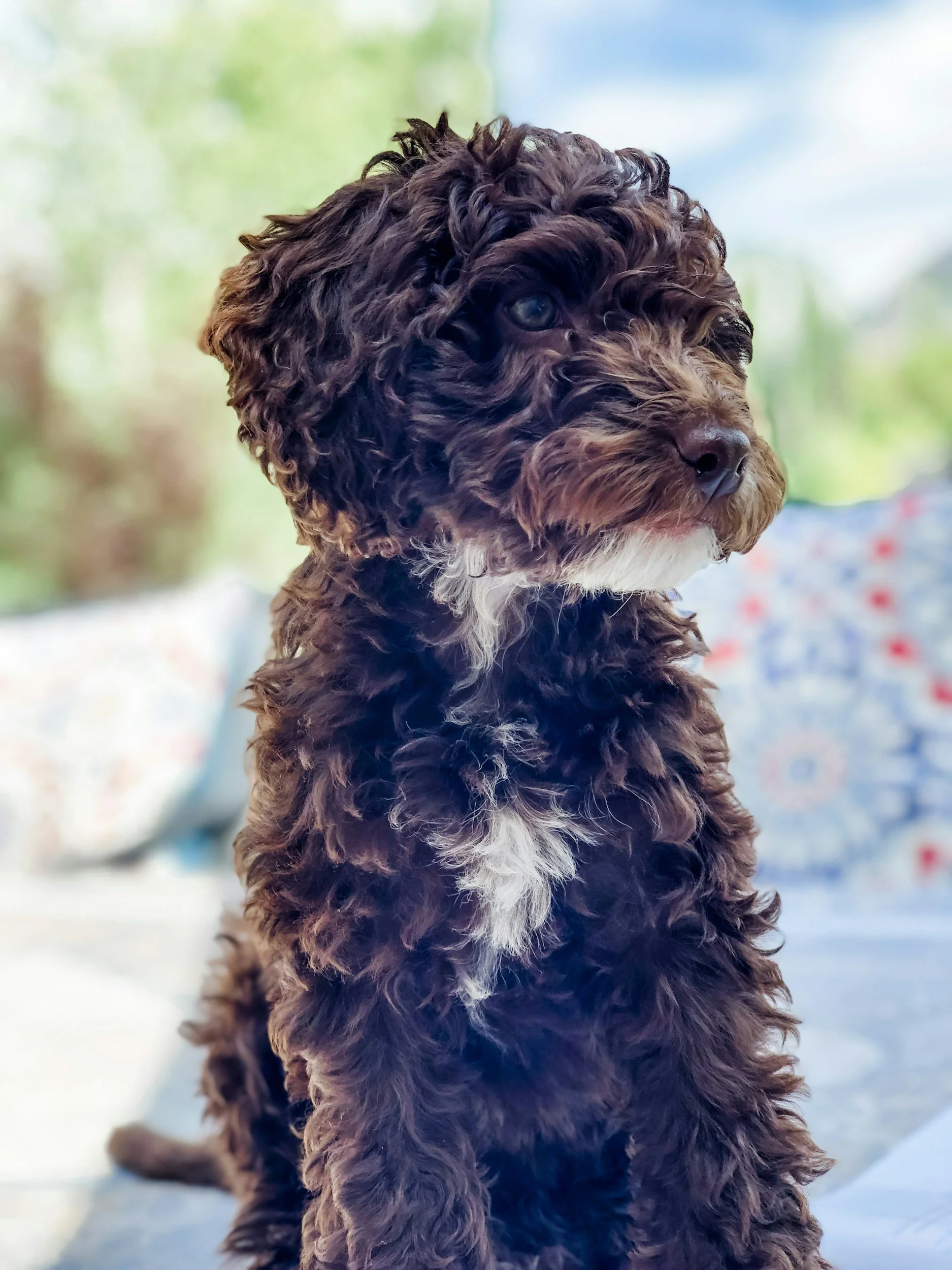 Cockapoo Puppy Training in North London: What Actually Works