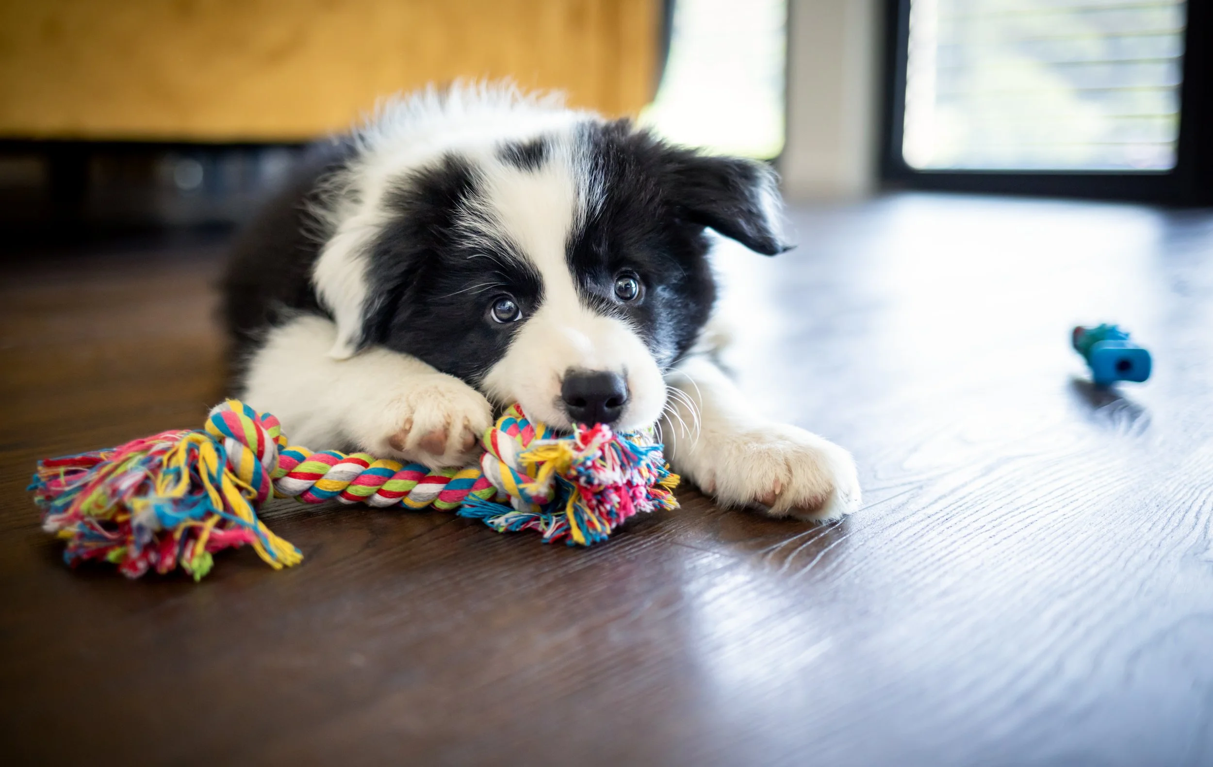 Black and White Collie Puppy with Tug Toy