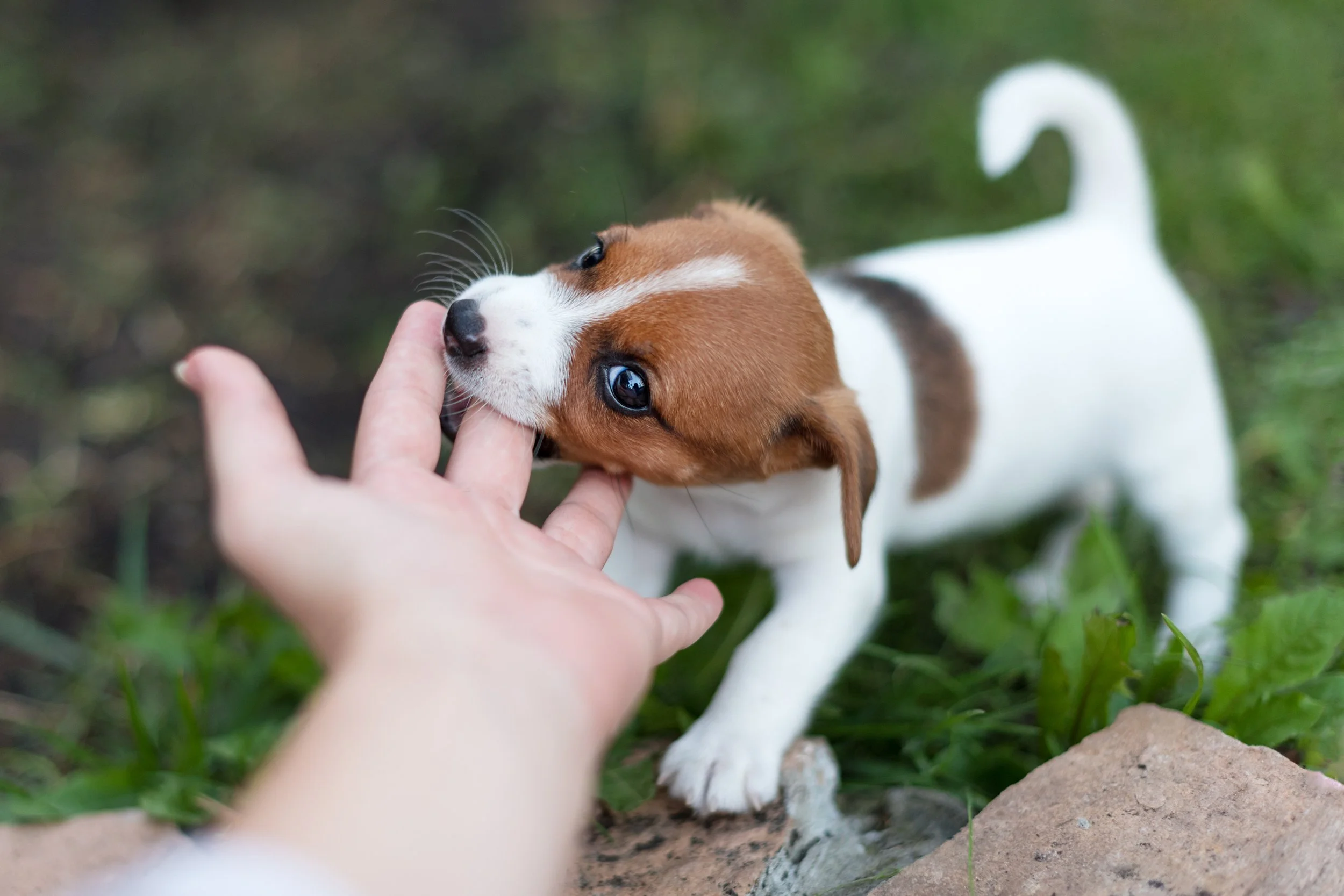 White and Brown Puppy biting fingers