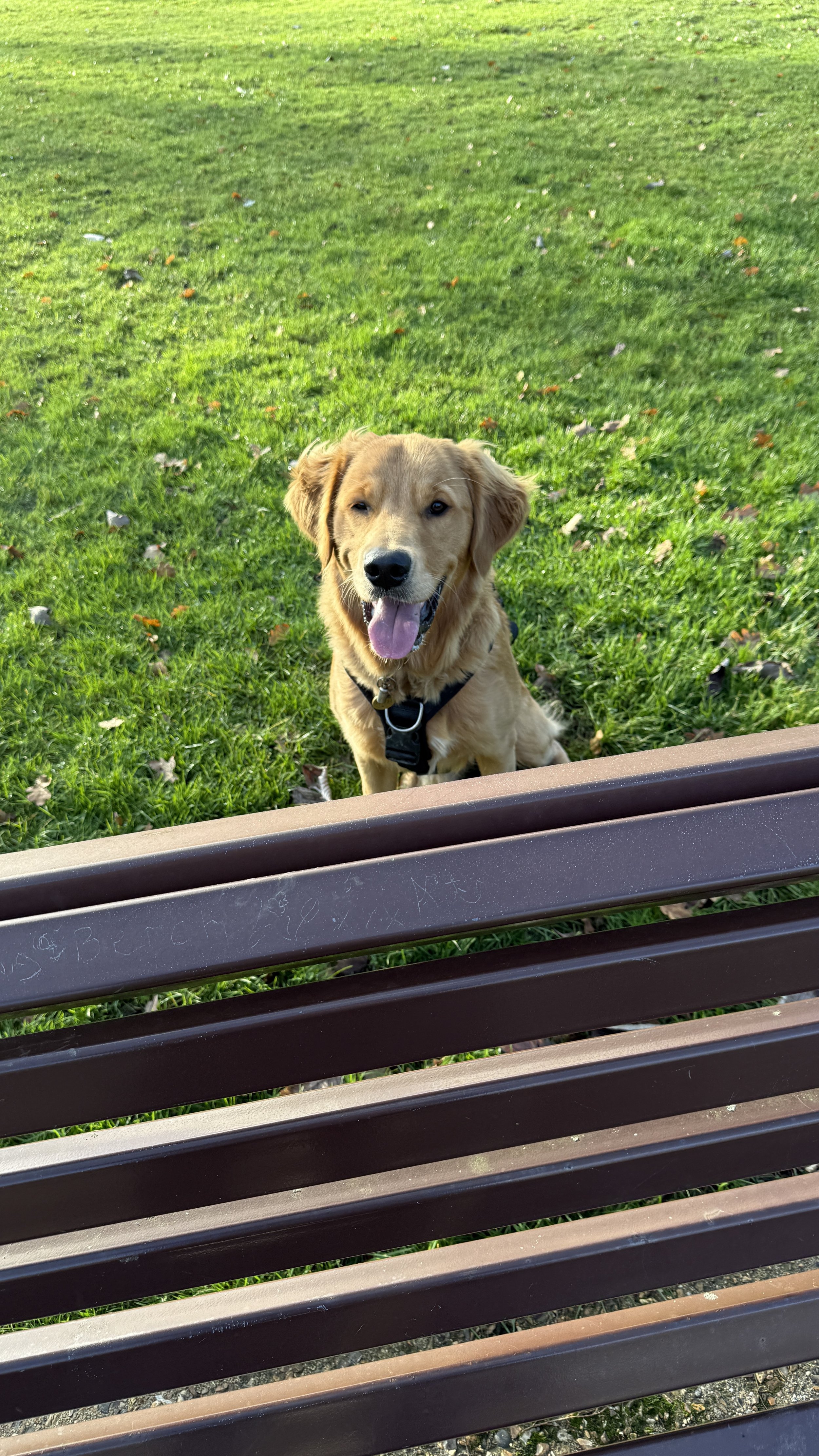 Golden Labrador in the park