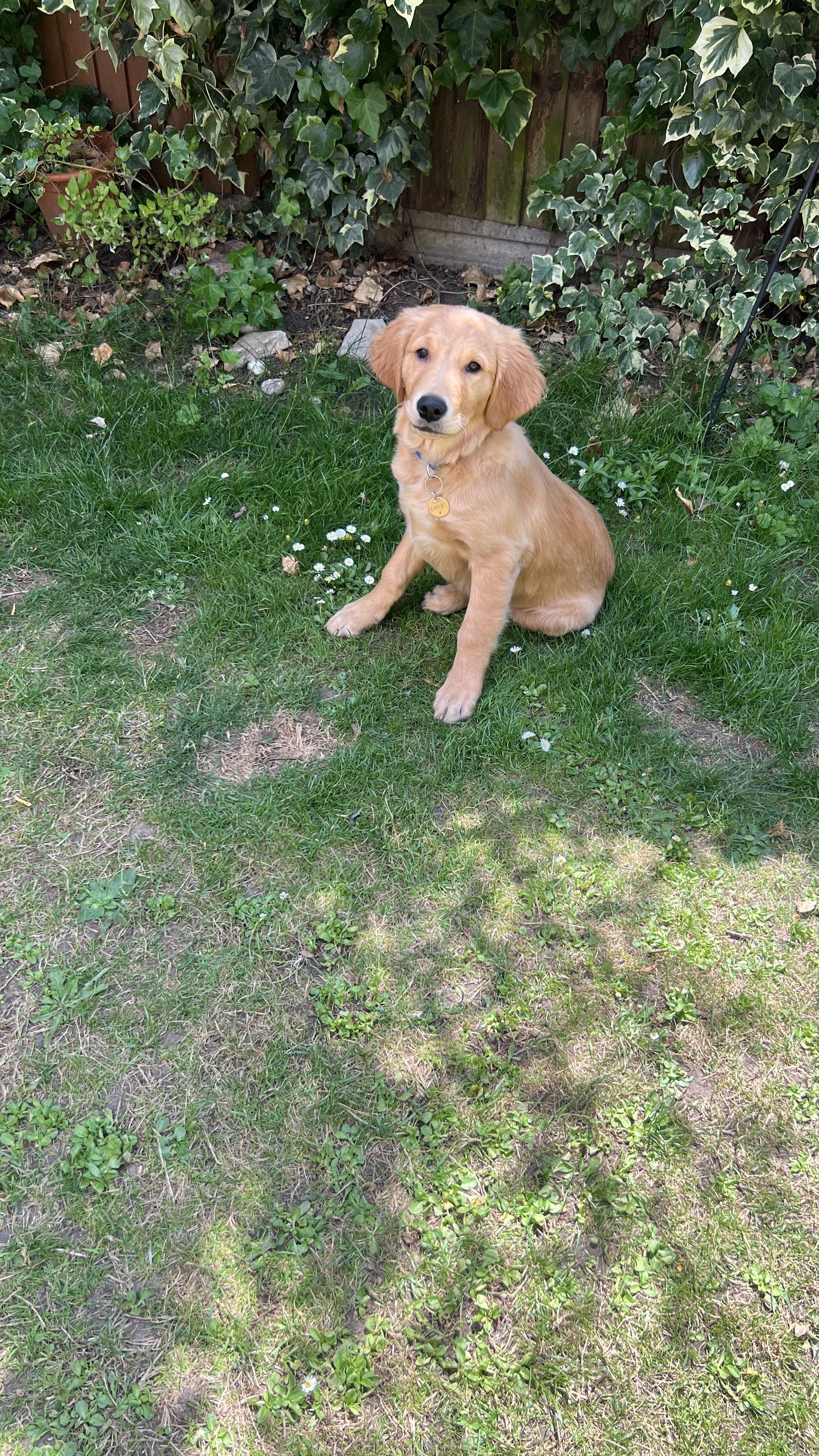 Labrador