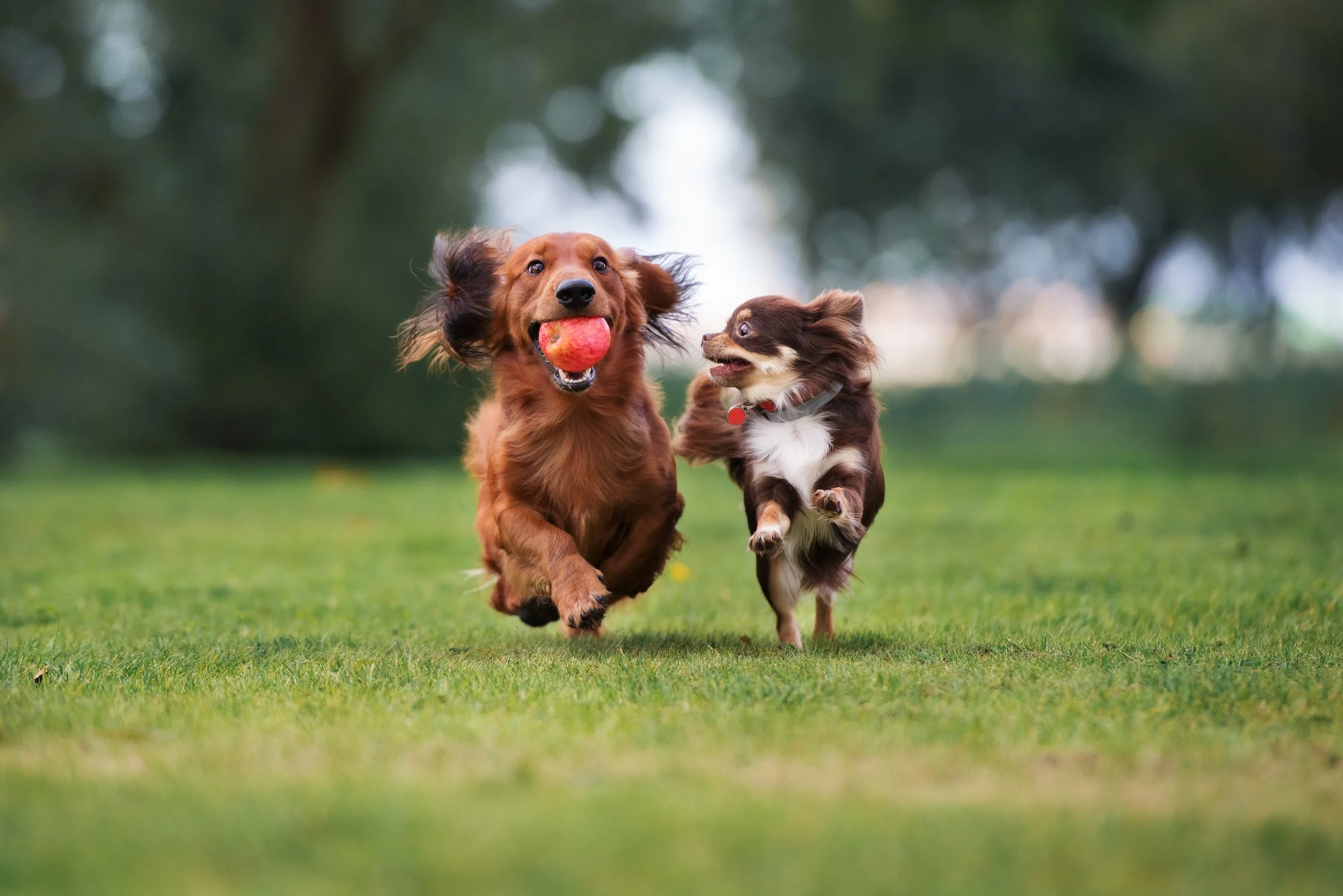 Two Puppies playing in the park