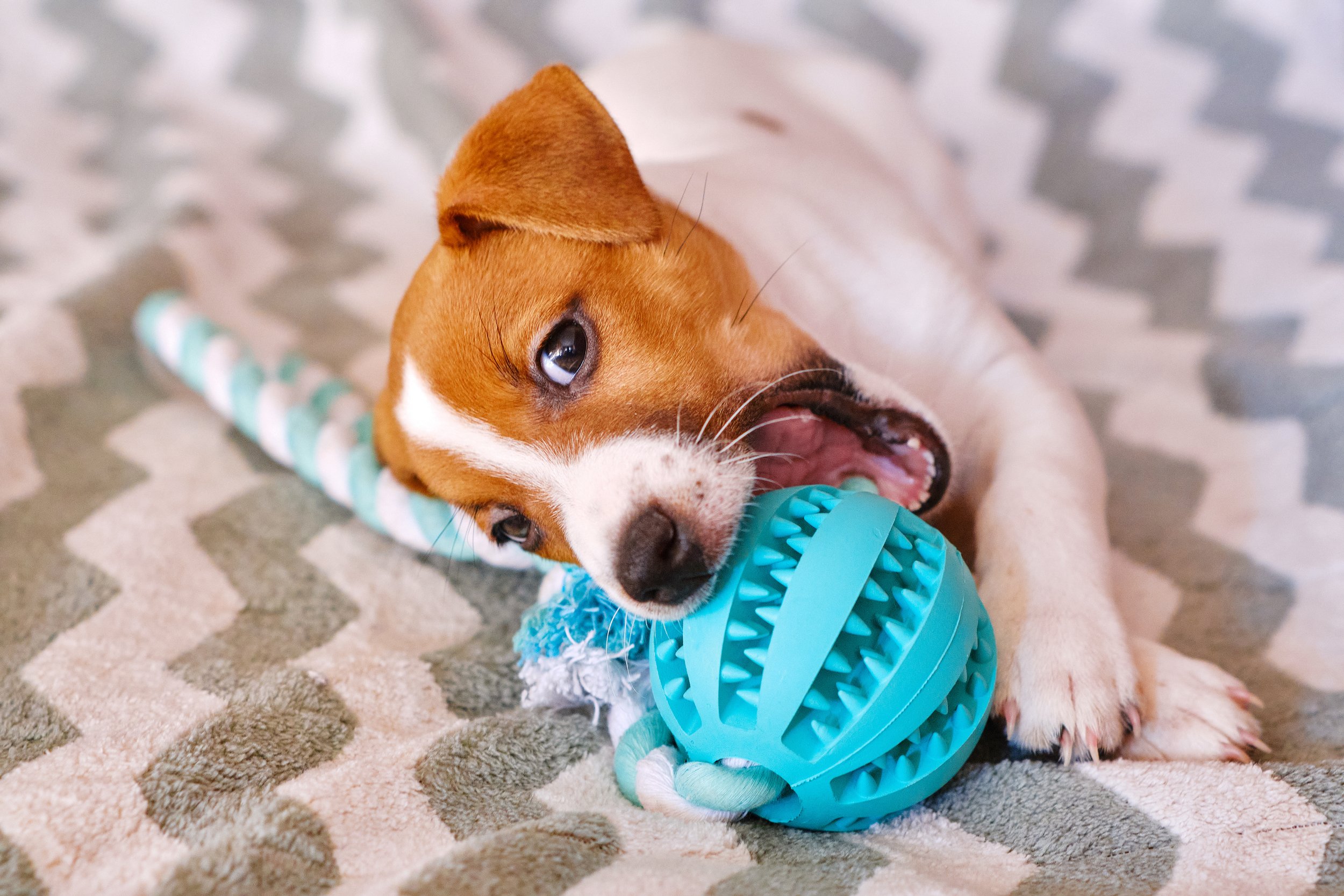 Puppy with puzzle toy