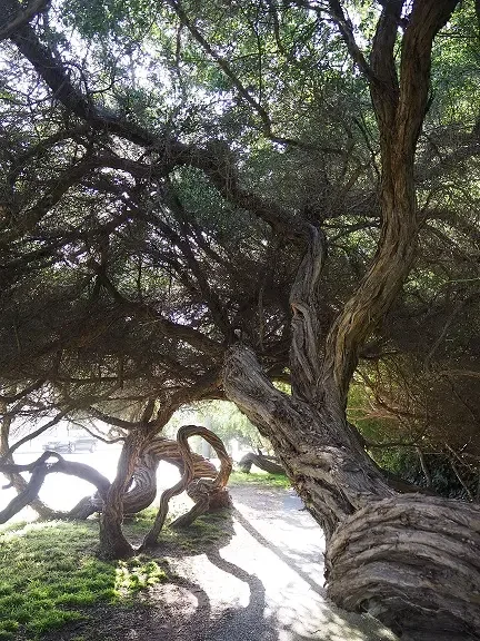 Reiki courses can enhance your body, mind and soul, to become healthy and have inner peace like this big tree