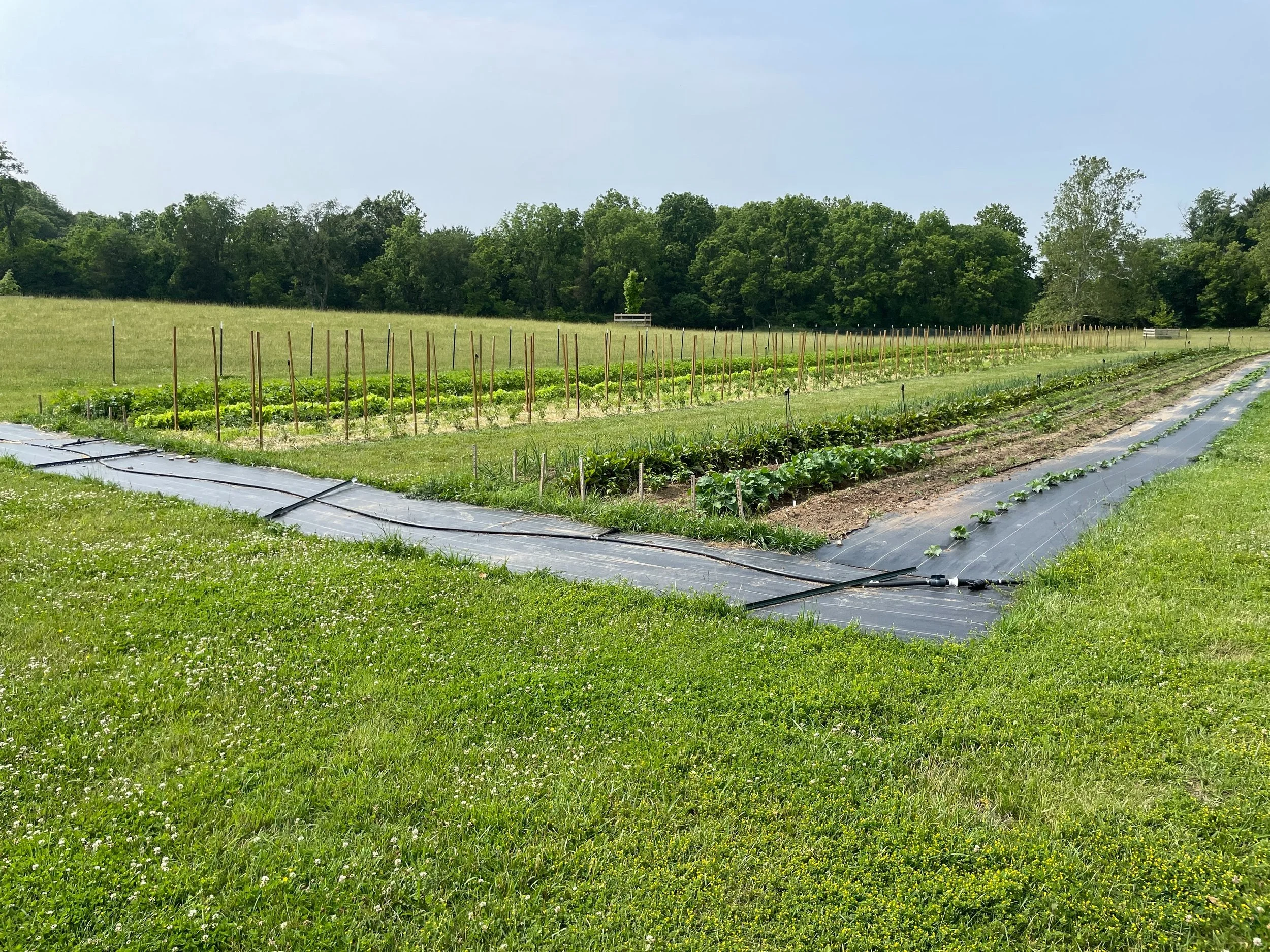 Garden+1.jpg