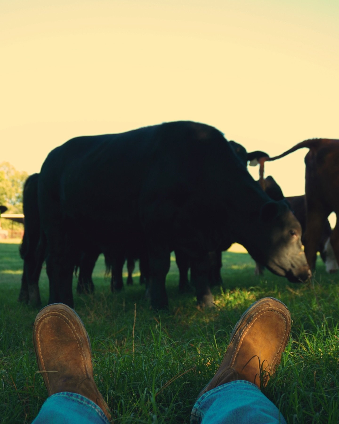 ‼️NEW ALBANY‼️
Come get all your favorite steaks and cuts of beef tomorrow from 12-5 PM. 

At Computing Technologies 📍
#beef #farmlife #newalbanyms #local