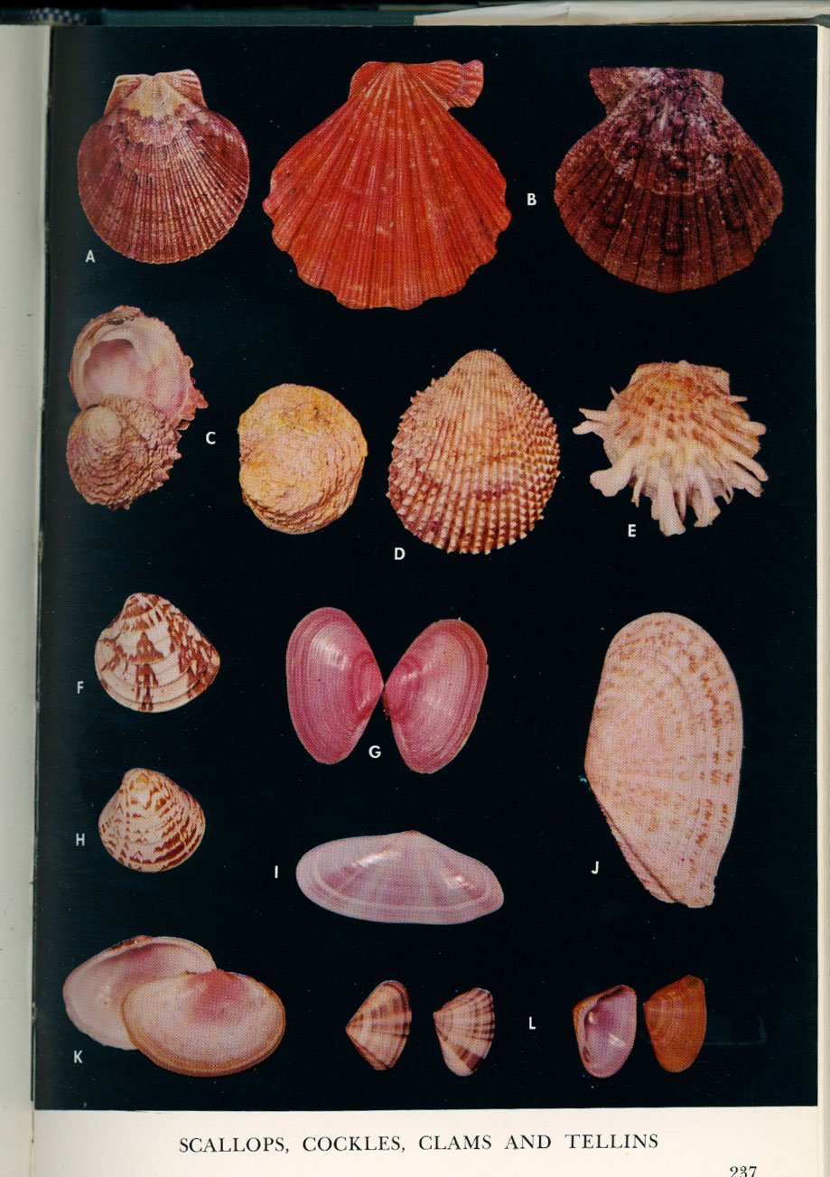 Caribbean Seashells: A Guide to the Marine Mollusks of Puerto Rico and ...