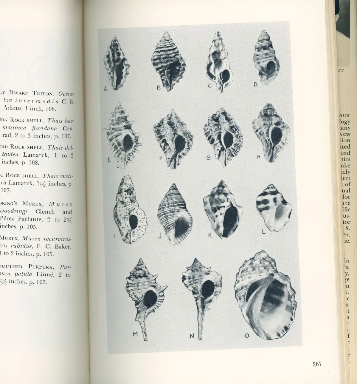 Caribbean Seashells: A Guide to the Marine Mollusks of Puerto Rico and ...