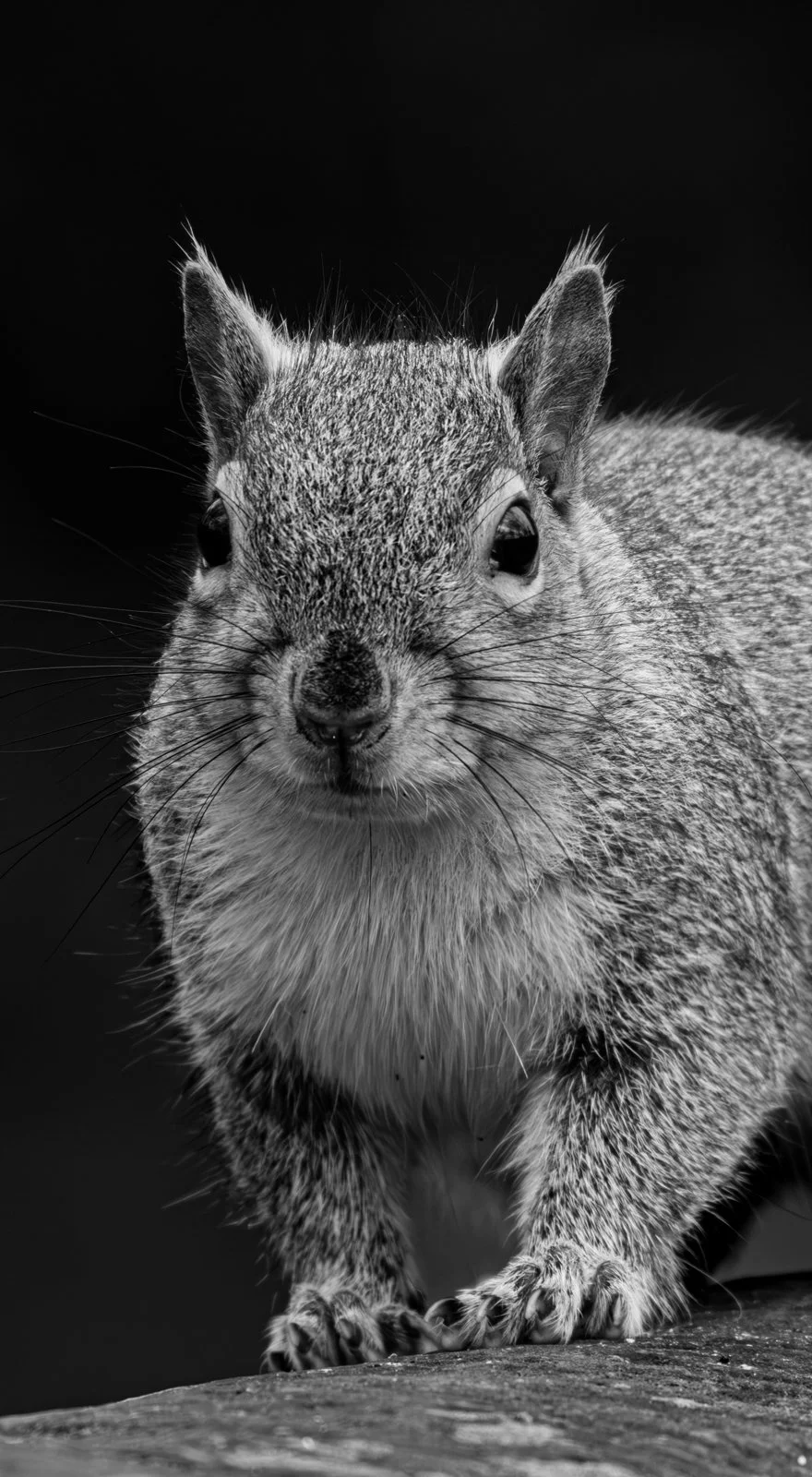 Here's looking at you kid.jpg