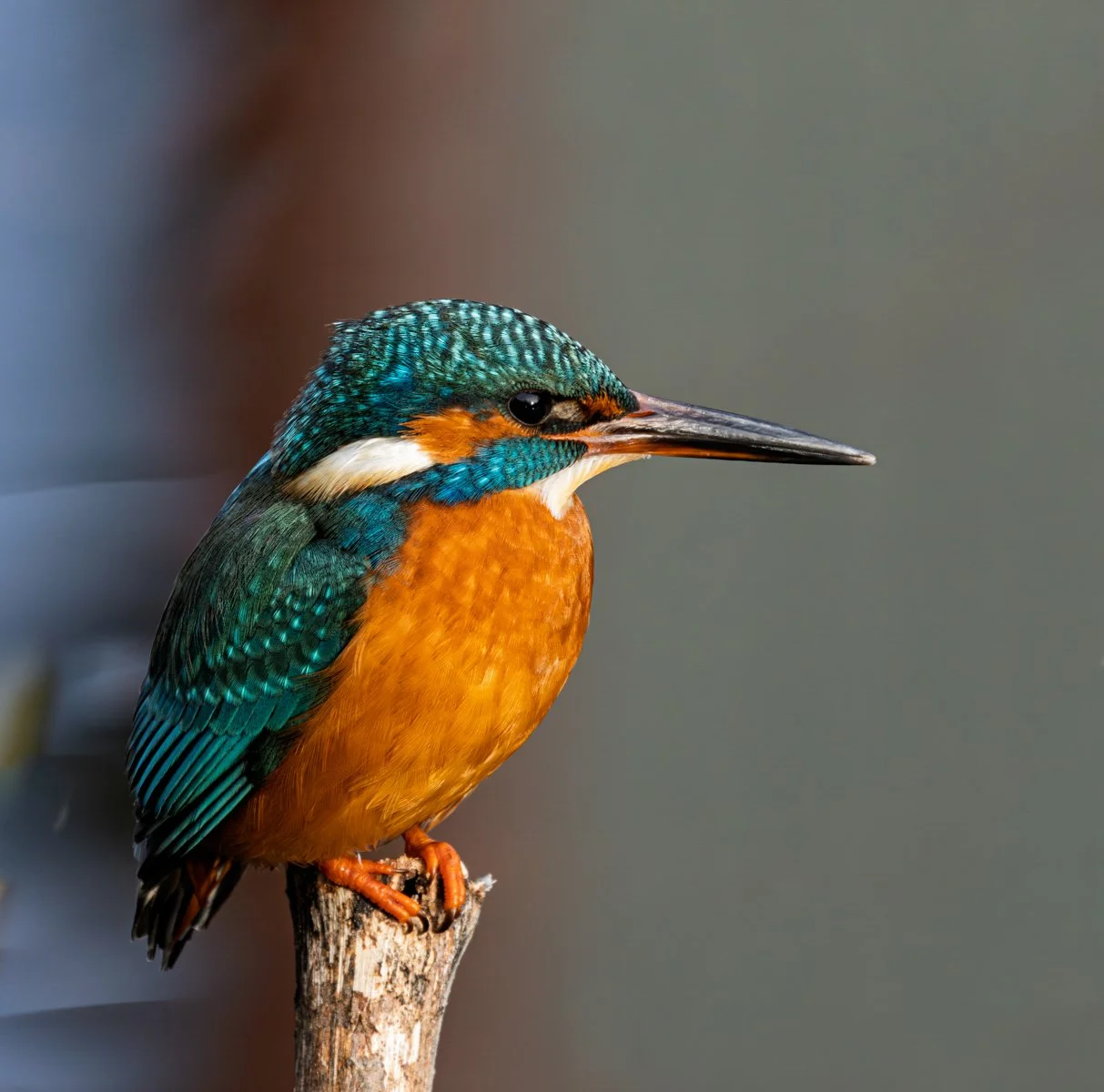 Kingfisher.jpg