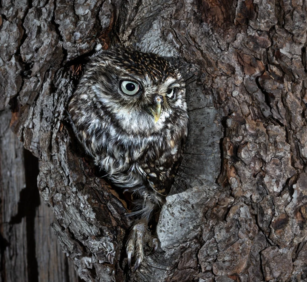 Little Owl in tree.jpg