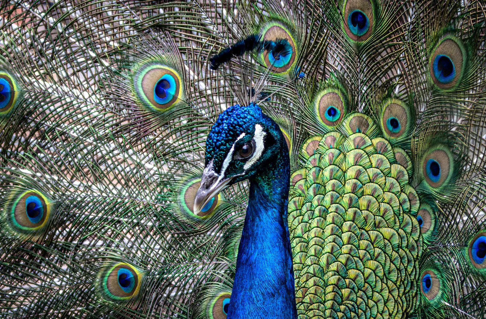 Peacock.jpg