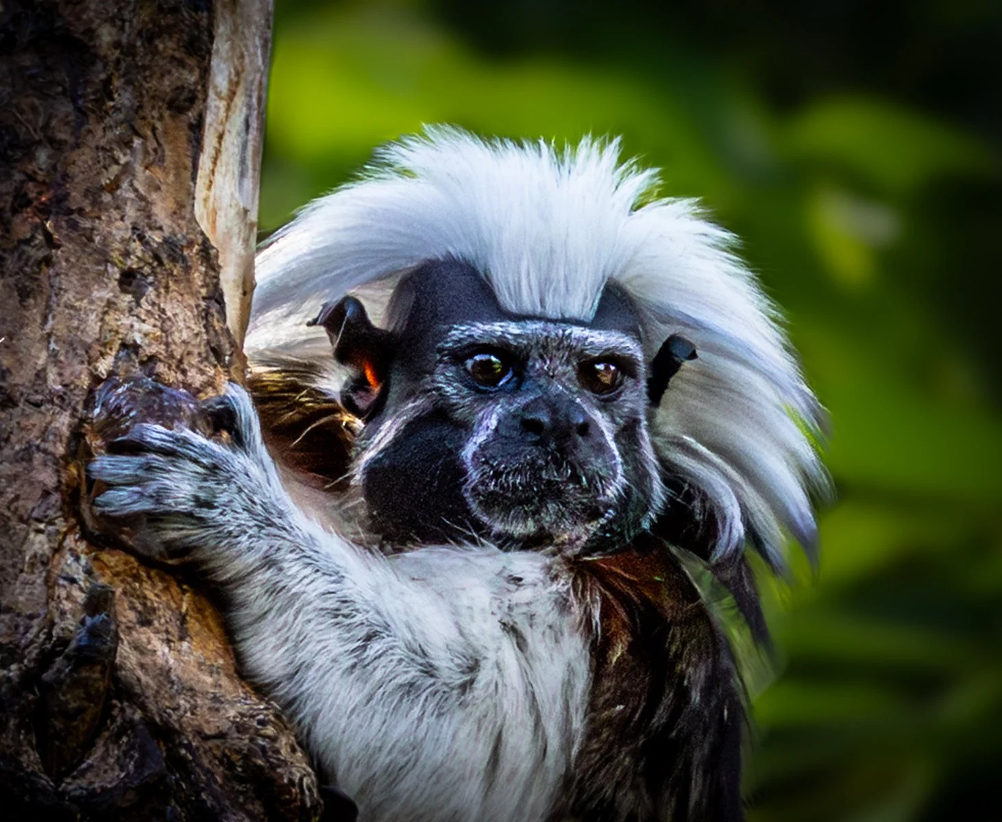 Cotton top Tamarin.jpg
