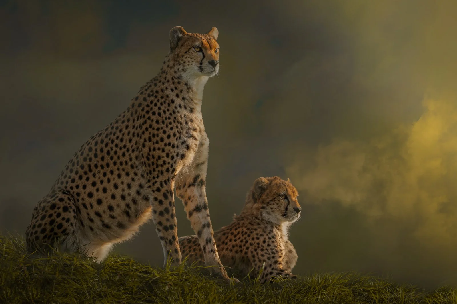cheetah pair.jpg