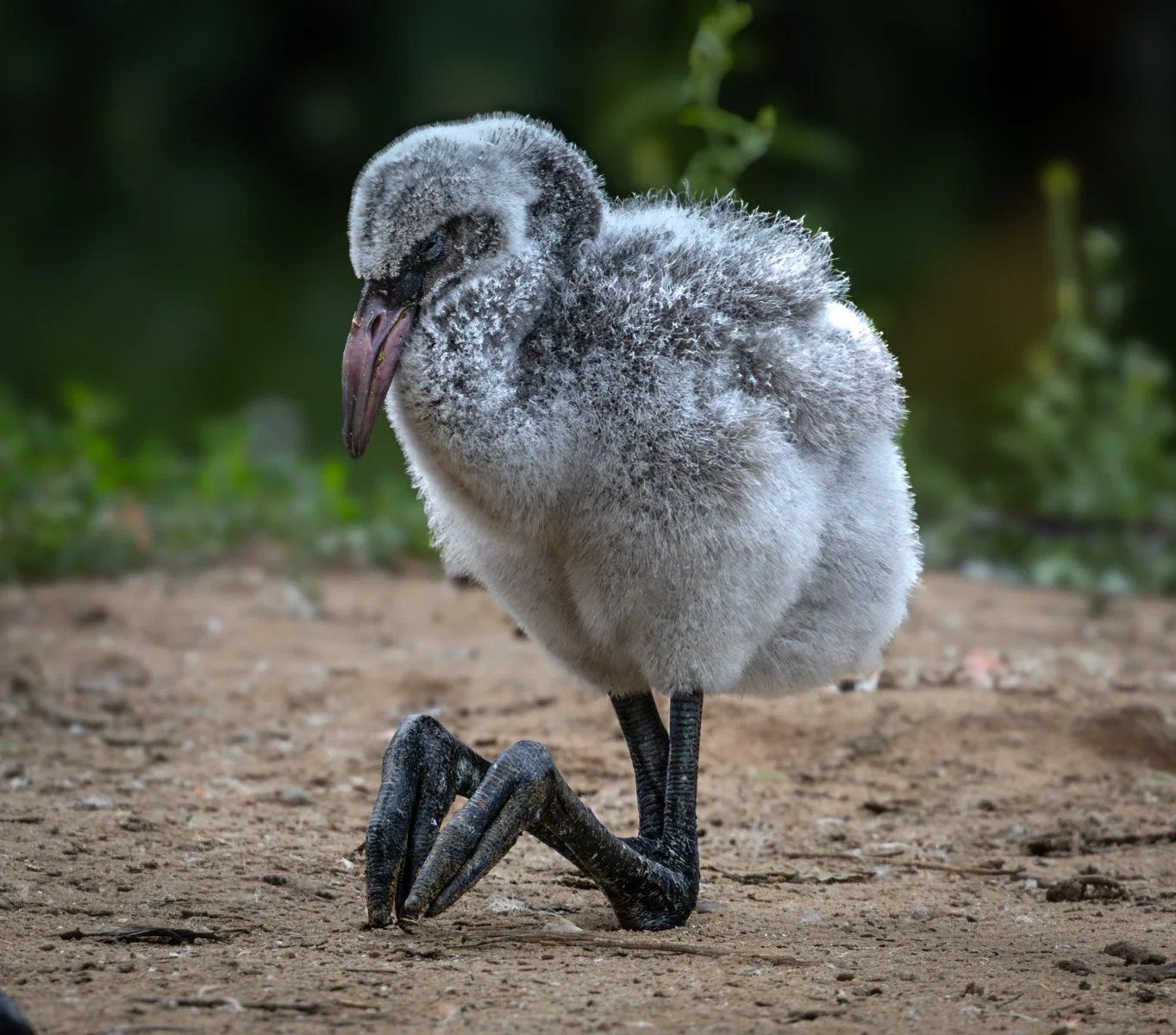 Baby Flamingo.jpg