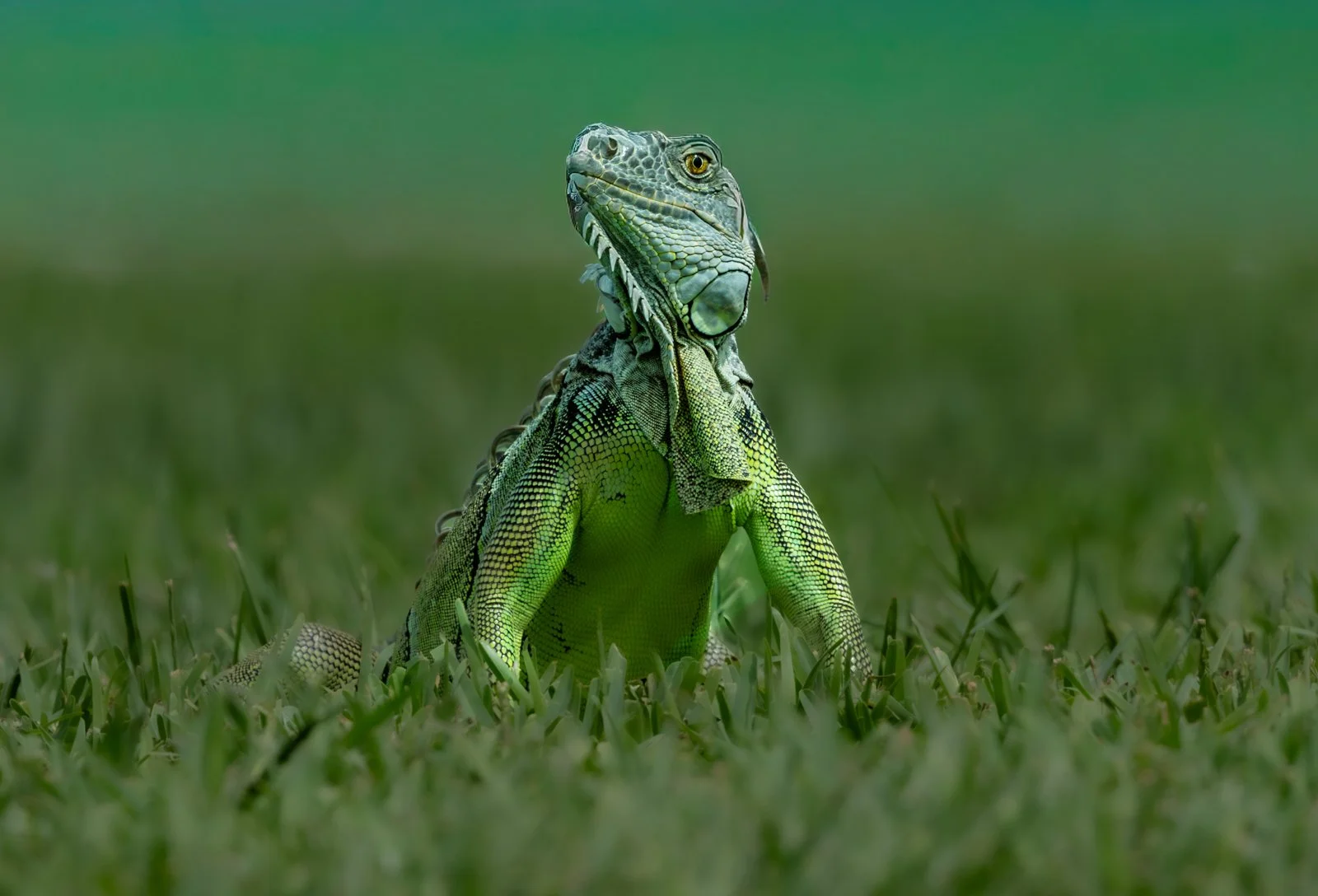 Iguana at Ocean Cay.jpg