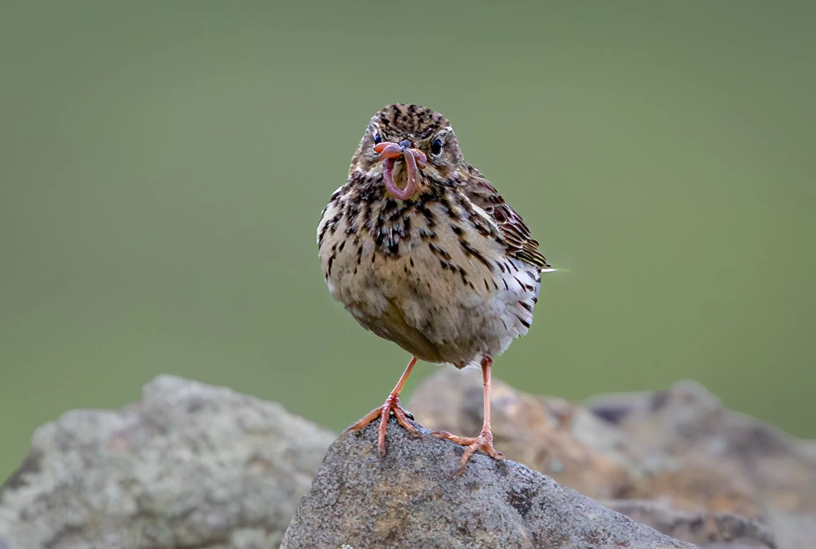 Meadow pipit with worm.jpg