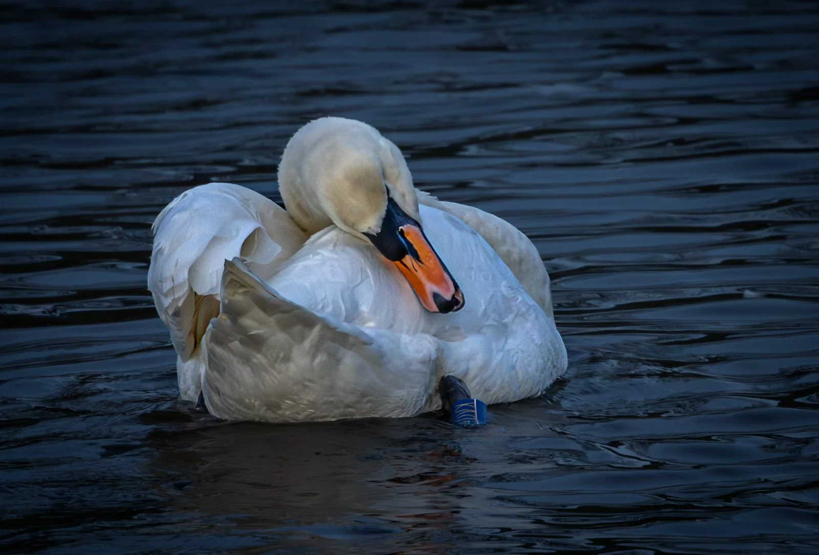 Preening Swan.jpg
