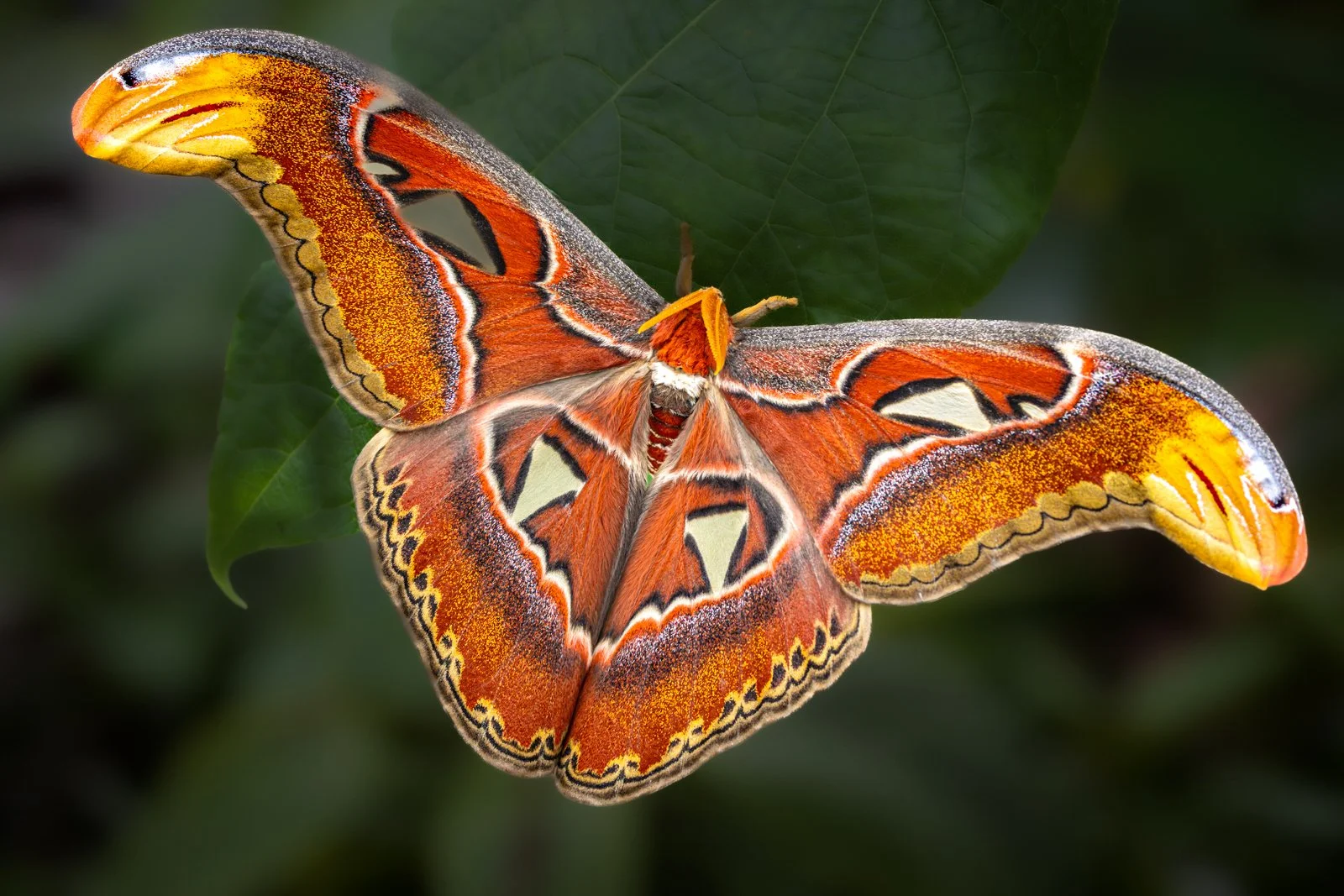 Atlas Moth.jpg