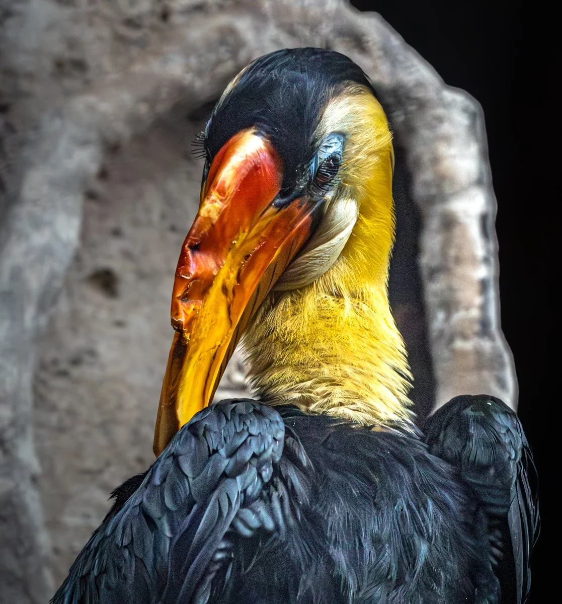 Hornbill.jpg