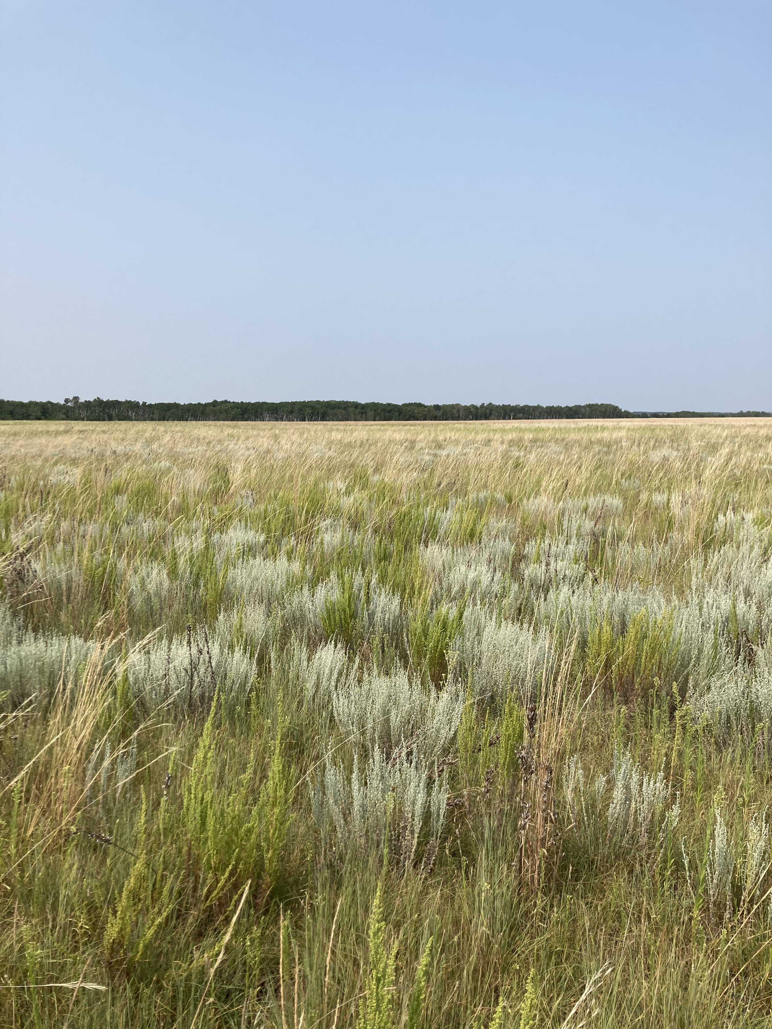 Image of a Manitoba Native Prairie Restoration