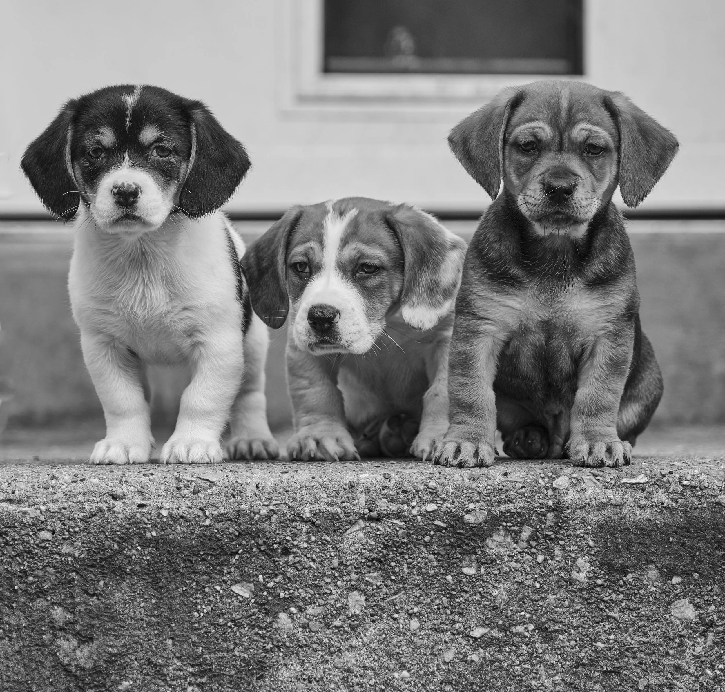 On The Stoop