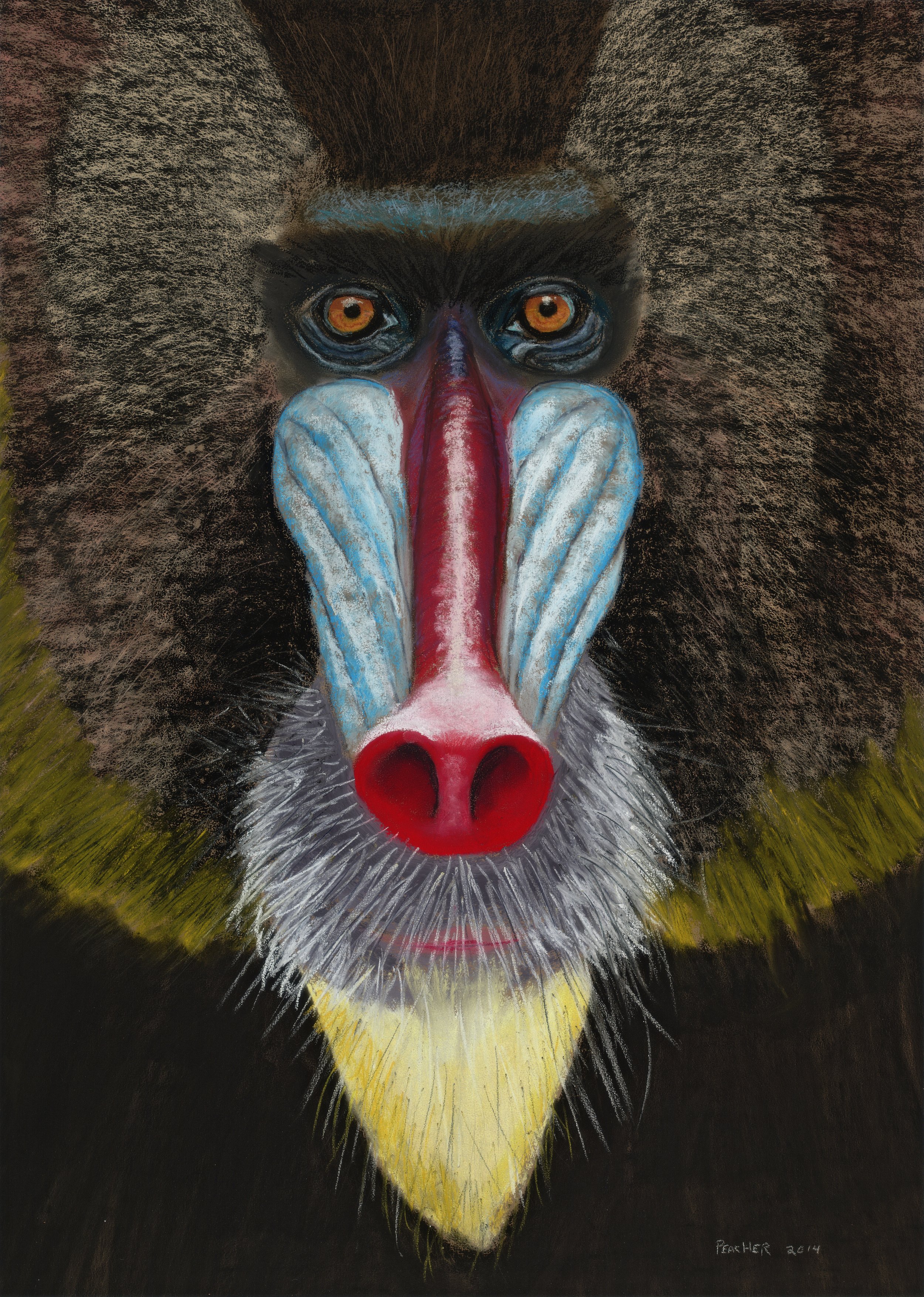 The Mandrill 2 - Jim Peacher 28 x 20 (2).jpg