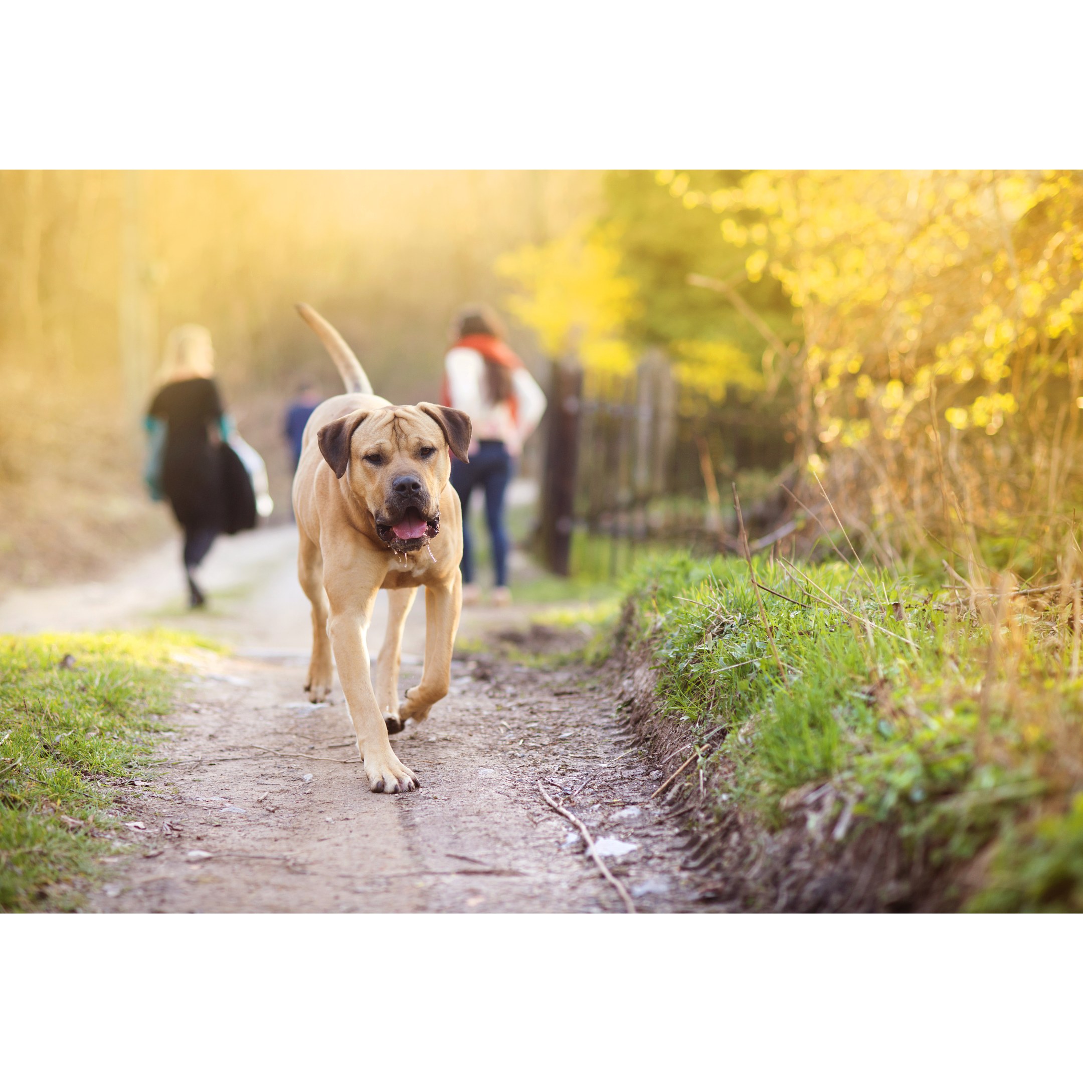 Commercial dog waste removal by Poopy Dash in New York, New Jersey, and Florida, the trusted pooper scooper and poop scoop service for properties that need clean, spotless outdoor spaces.