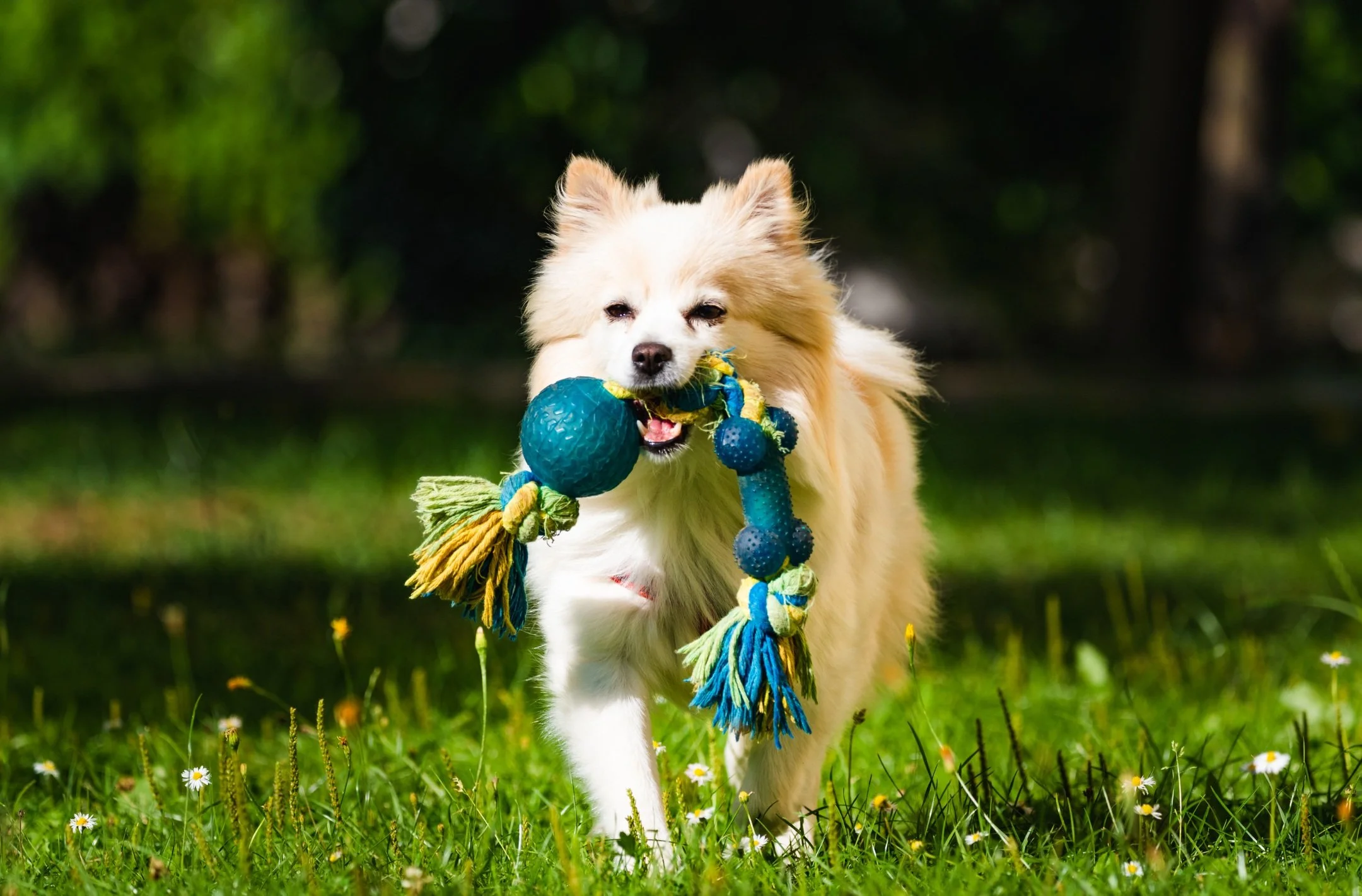 Professional pooper scooper and poop scoop service by Poopy Dash in New York, New Jersey, and Florida, specializing in eco-friendly dog waste removal for residential and commercial properties.