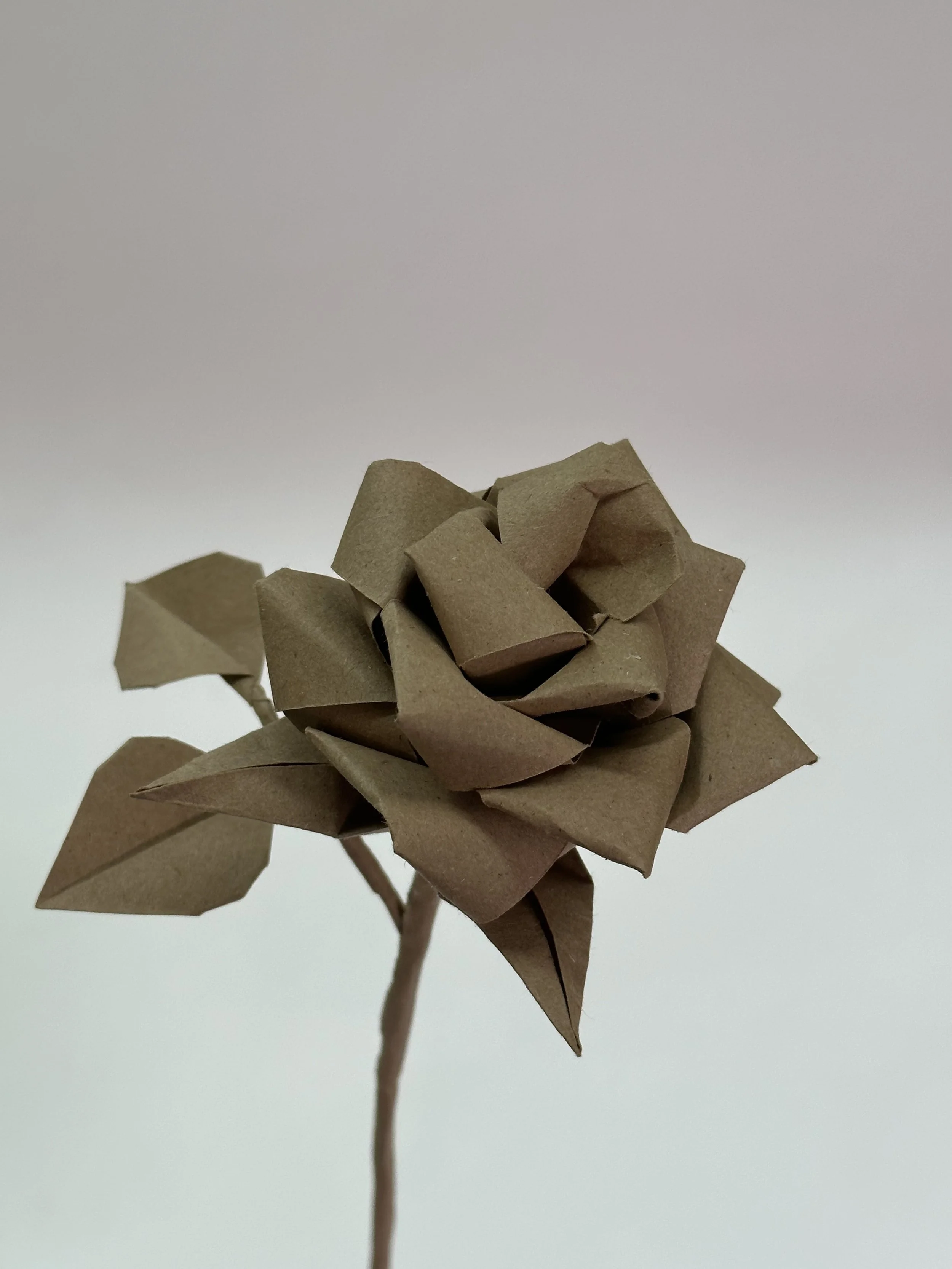 better brown rose.jpg