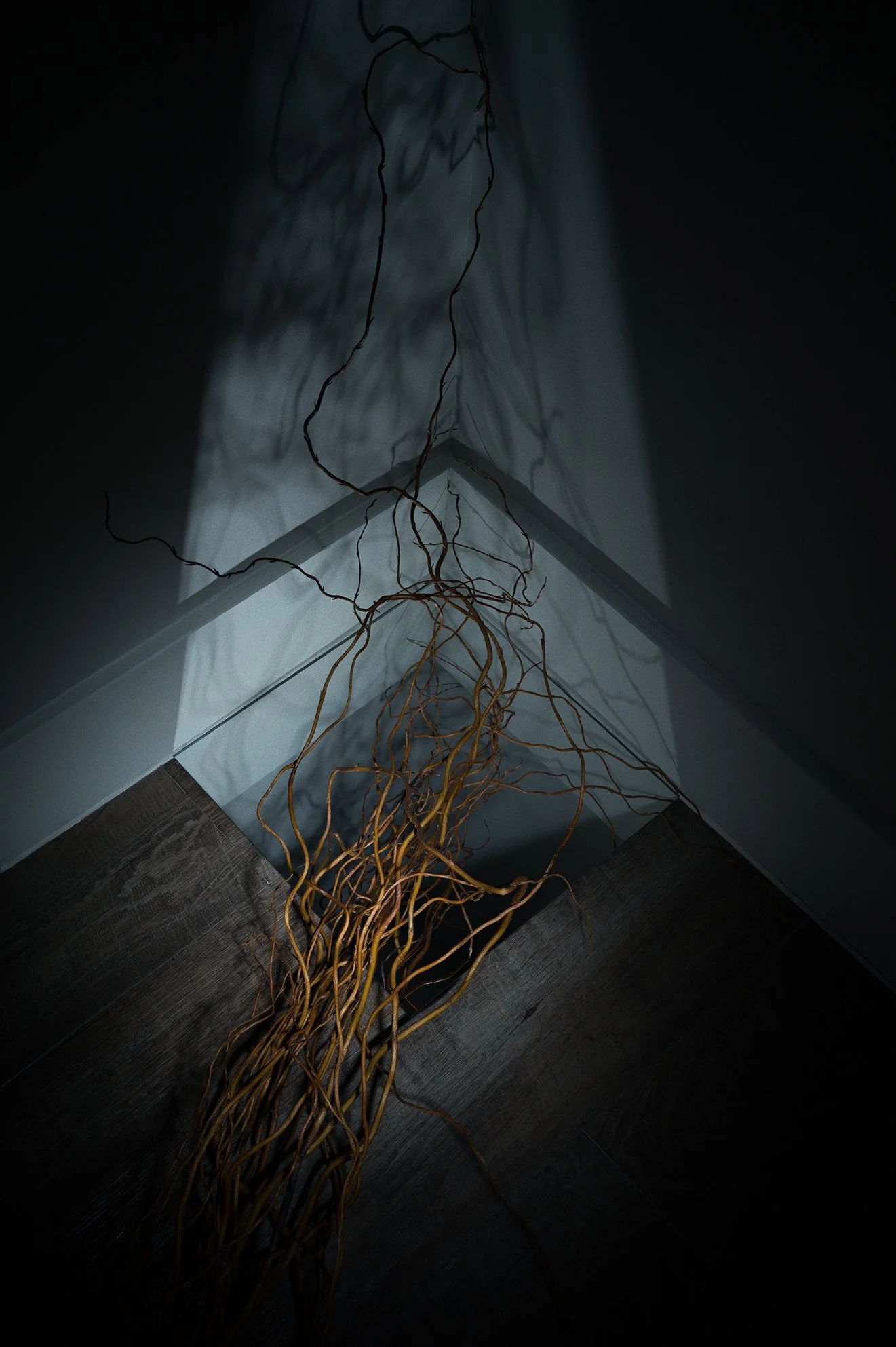  Dried, twisted branches rest in the corner of a dimly lit room, casting long, intricate shadows on the white walls and dark wooden floor. 
