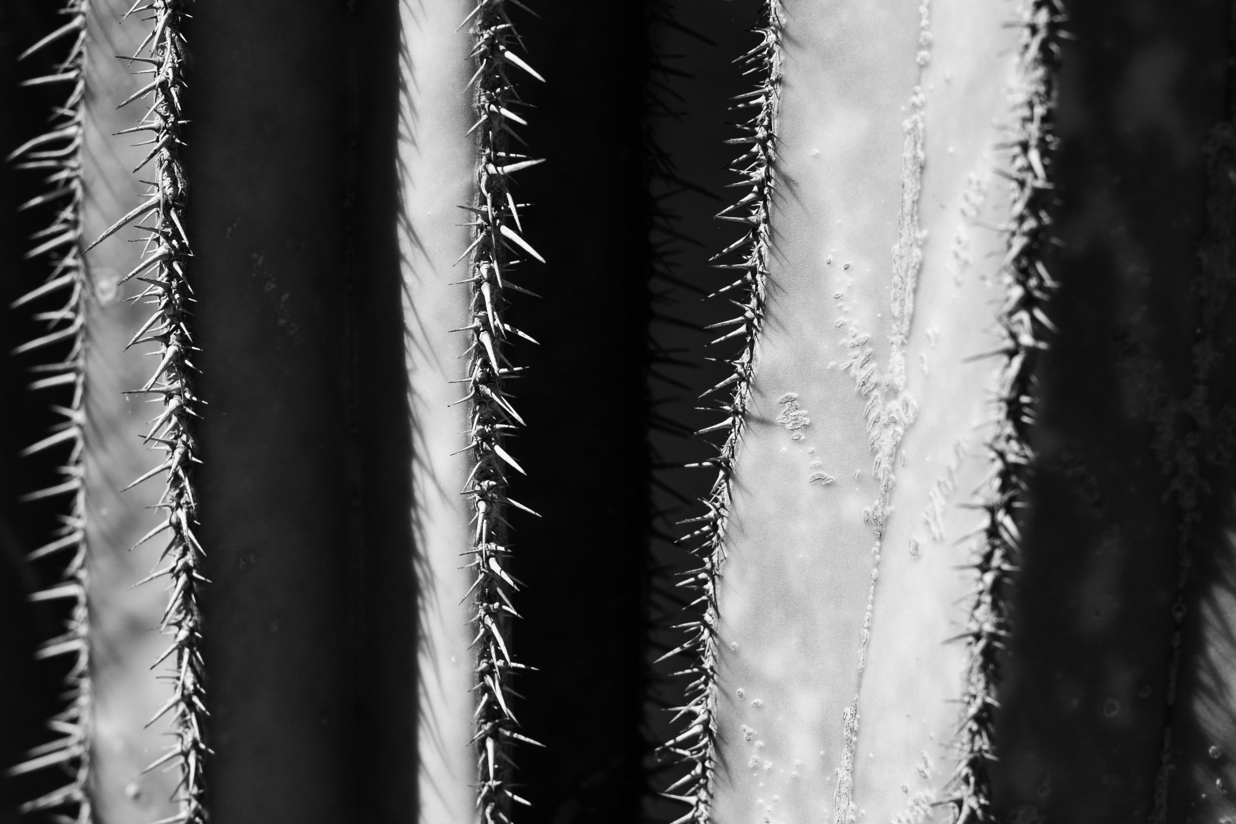 MTZ01821 copy.jpg