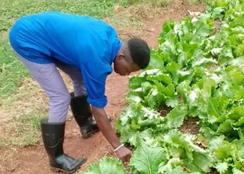 Zimbabwe Education Impact Story