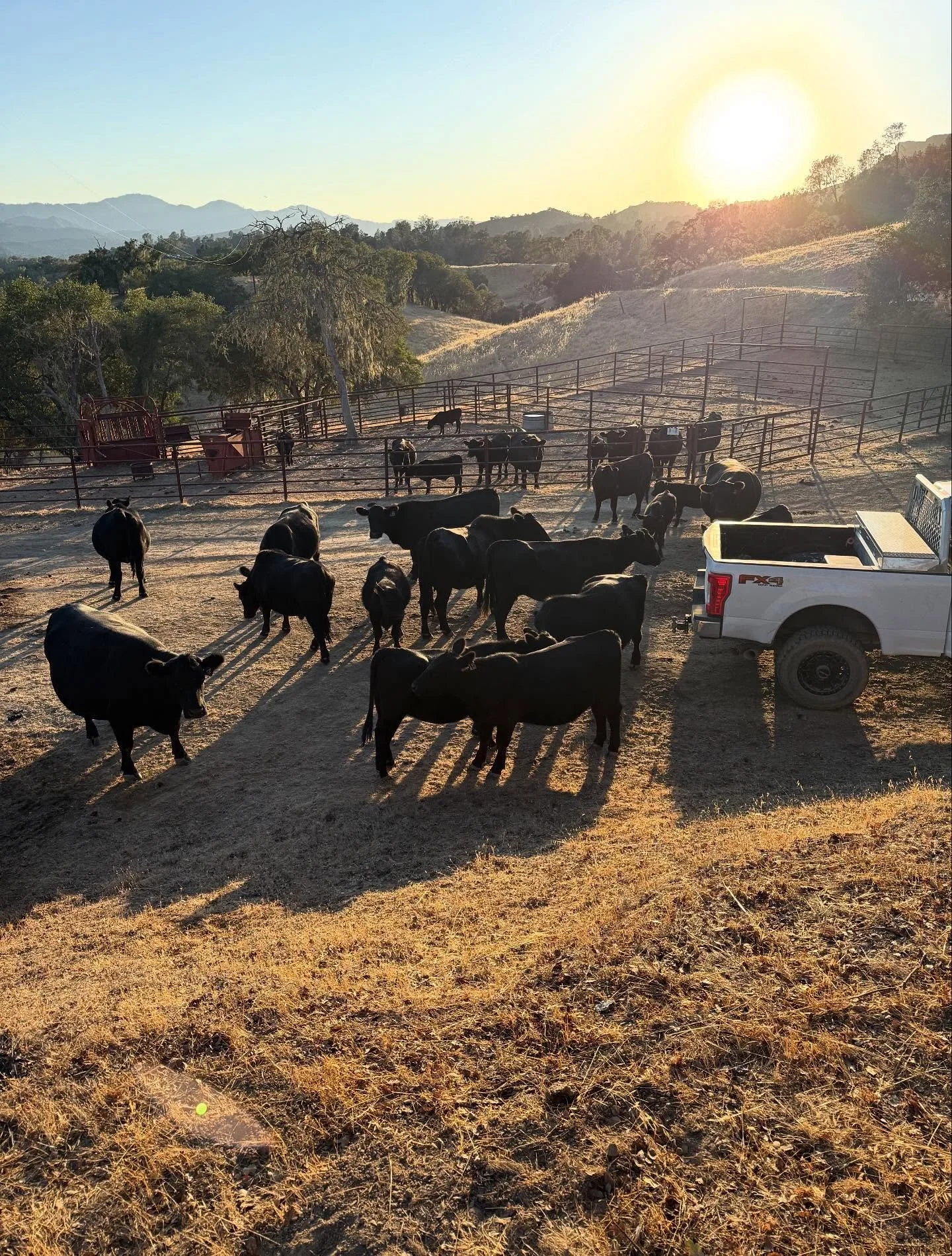 The welcoming committee and probably most friendly herd you&rsquo;ll ever encounter 🙌🏽