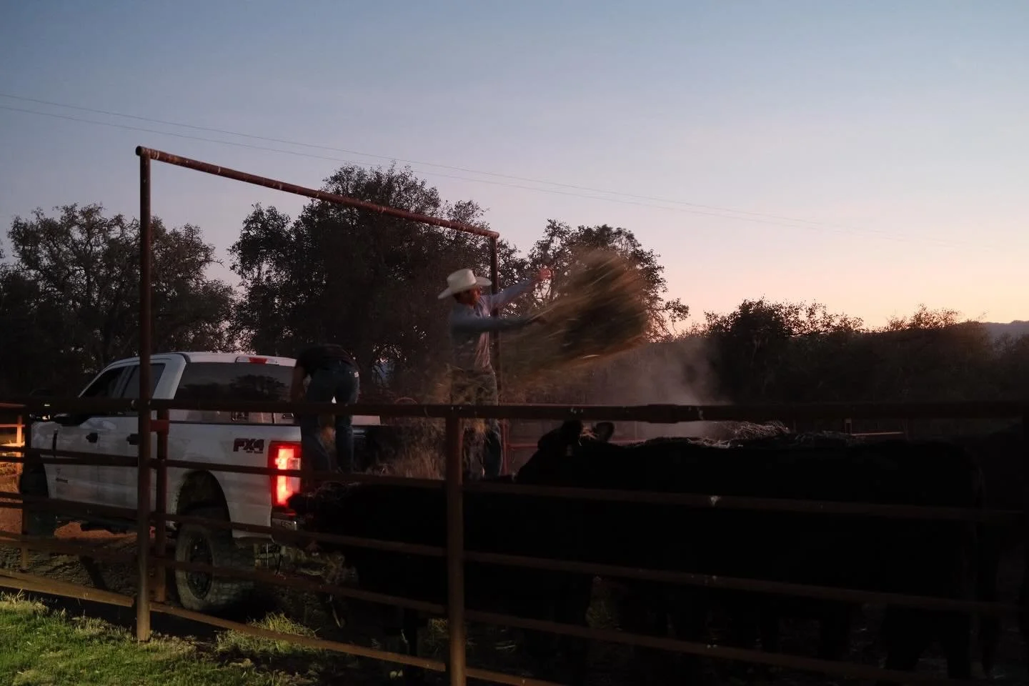 Brisk fall evening feeding calves
