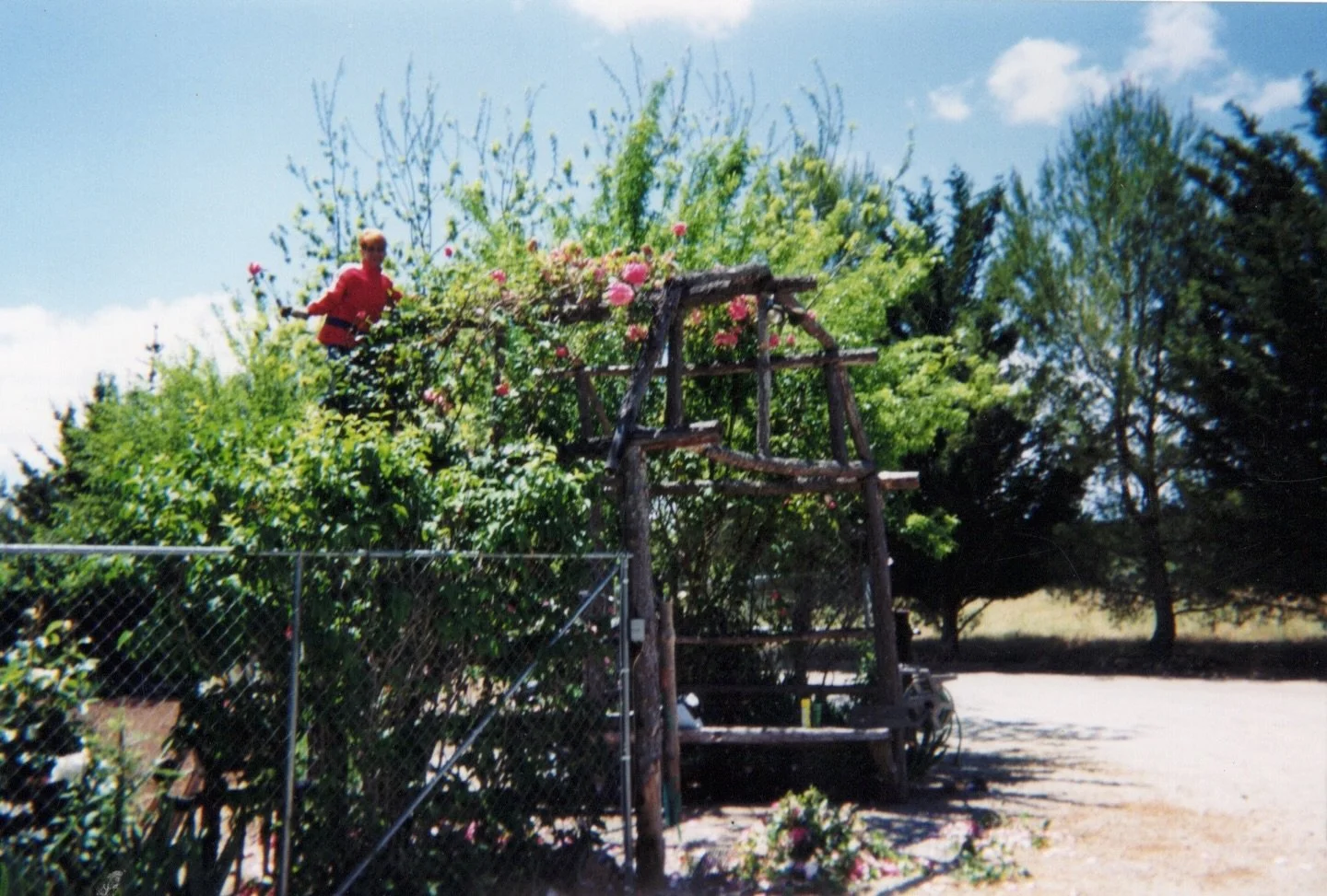 All of this rain has us excited for spring at the ranch. Boundless blooms and green as far as the eye can see! Here is K.I. tending to her roses at the entrance to her prized garden. 🌹 #RanchRewind