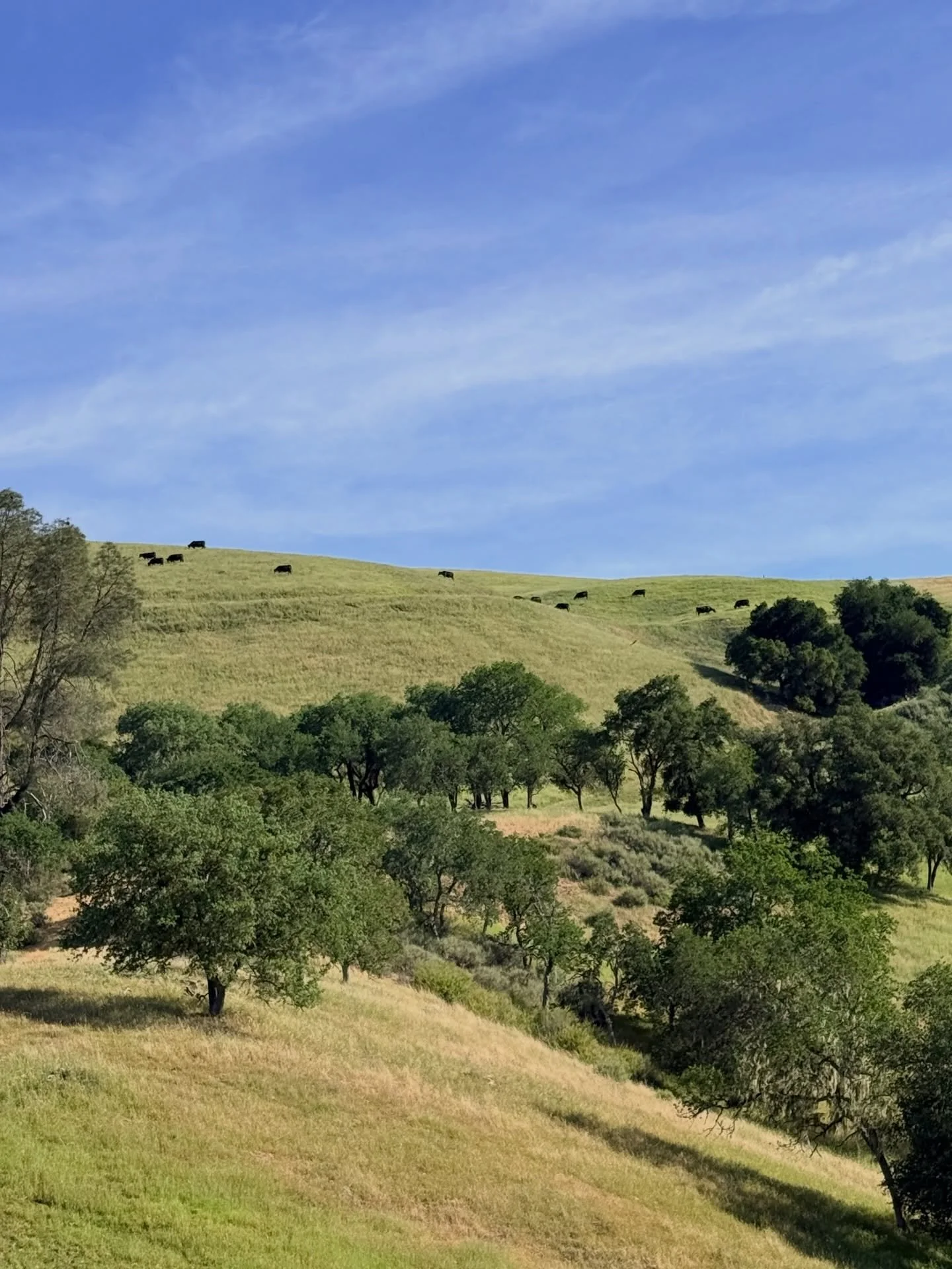 Stoked to see a bit of rain in the forecast this weekend. It sure is green on the ranch but the grasses are already starting to turn 🌾. Luckily there&rsquo;s no shortage of feed for our gals! #greenpastures #angus #eatlocalbeef