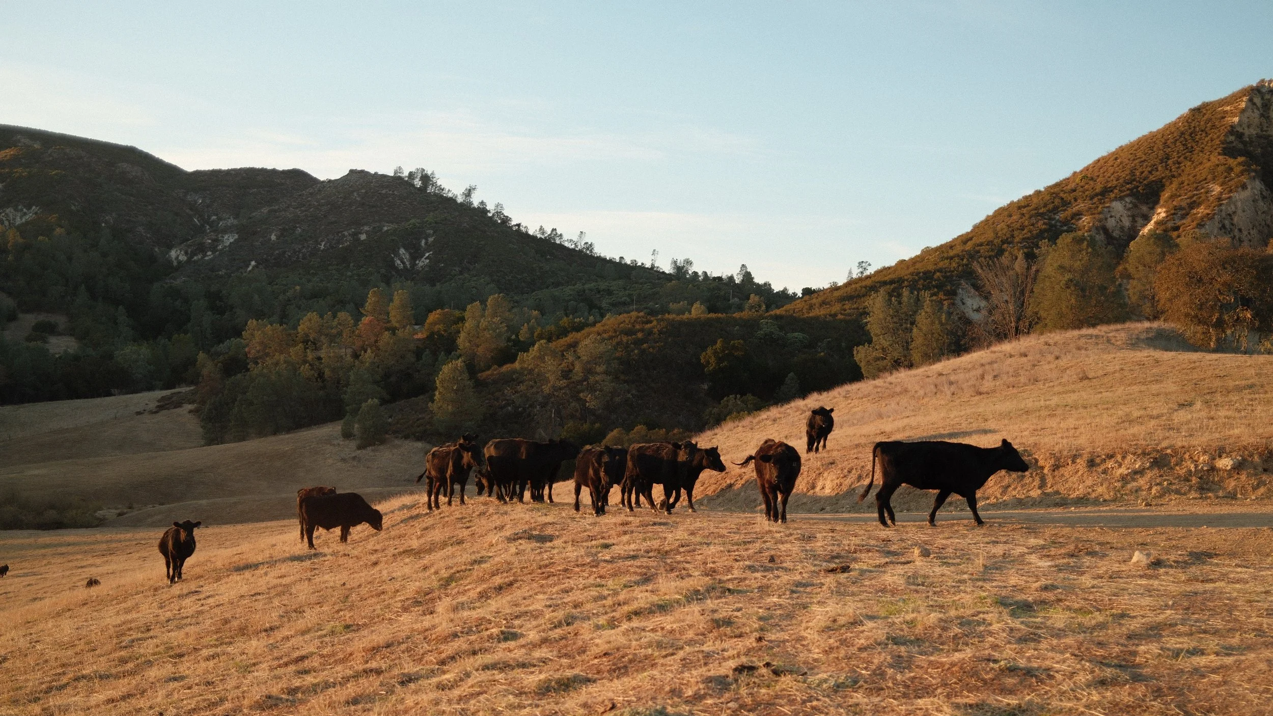 A herd of cows grazing on a dry, grassy hillside with mountains in the background under a clear sky.