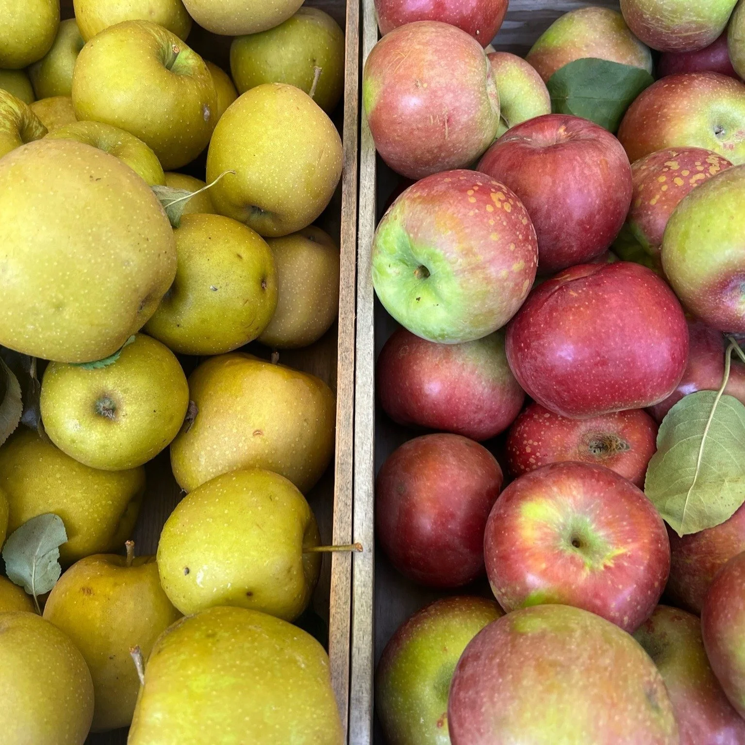 Apples and Pears are starting to be in season and many of our vendors have all different kinds! Make sure to stop by some of our fruit vendors to see what kinds of apples they have! 
.
.
.
 #csfarmmarket #coldspringfarmersmarket #farmersmarket #farme