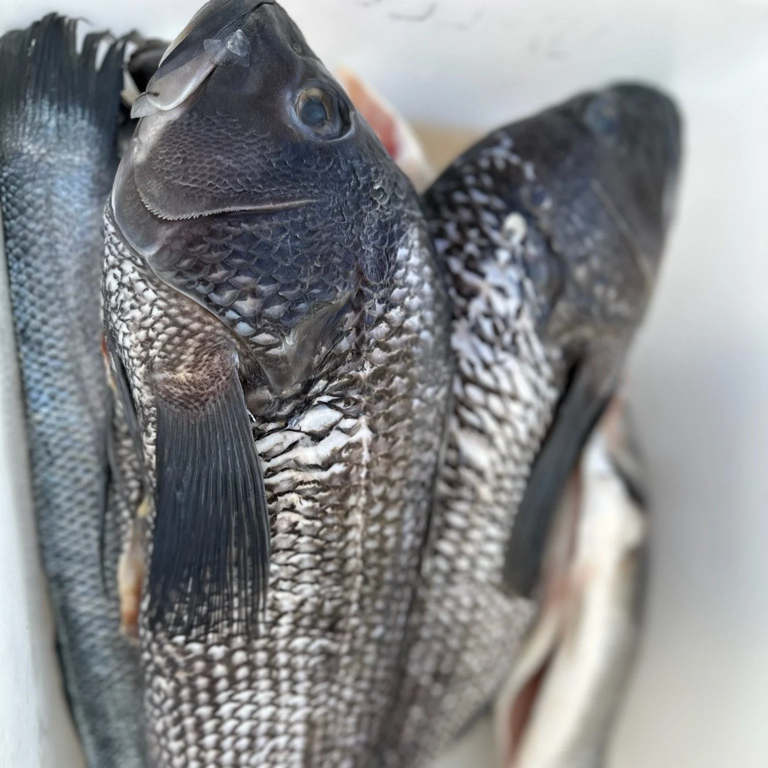 Over at Pura Vida Fisheries, they have some new fresh catches each week! Patrick know the best way to cook any fish, and they'll even supply you with scallops and clams too! 
.
.
.
 #csfarmmarket #coldspringfarmersmarket #farmersmarket #smallbusiness