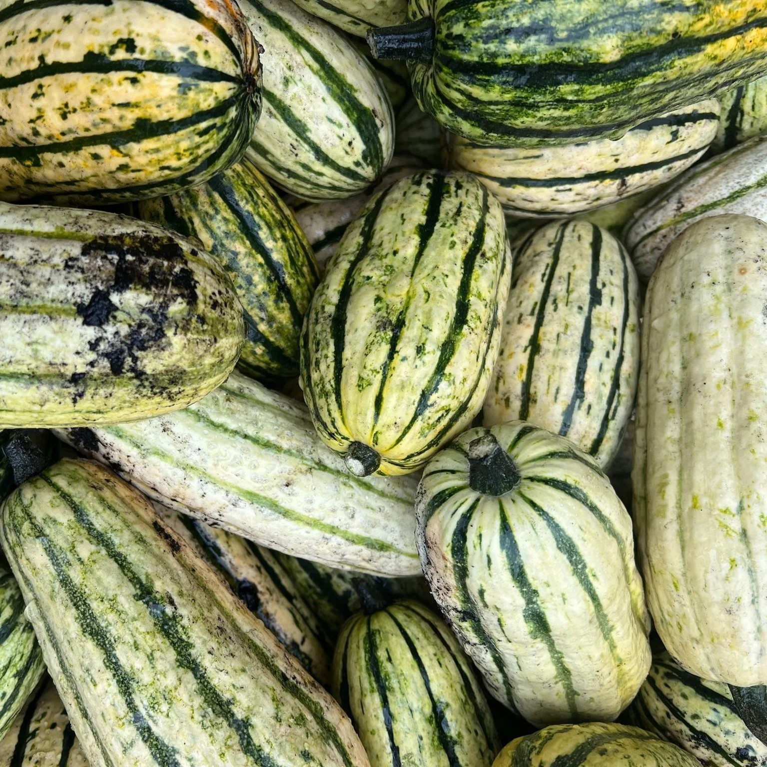 We are starting to see the early fall veggies arrive at the market! Acorn and Delicata squash are super delicious and plentiful at the market, but only for a short time! Also make sure to check out the late summer beets!
.
.
.
 #csfarmmarket #coldspr