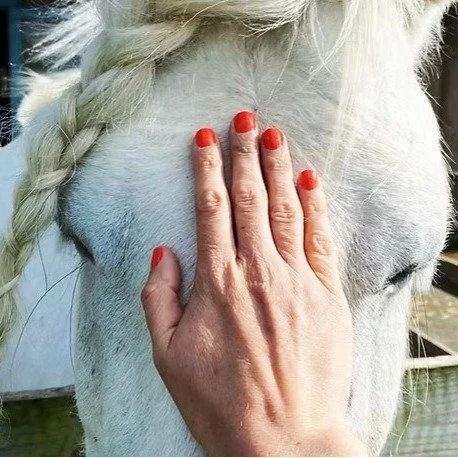 We are welcoming the Topfield Equestrian Center back to spread the word about their amazing services with horses! Come say hi! @topfield.center.ny 
.
.
.
 #csfarmmarket #coldspringfarmersmarket #farmersmarket #farmersmarkets #smallbusiness #farmer #o