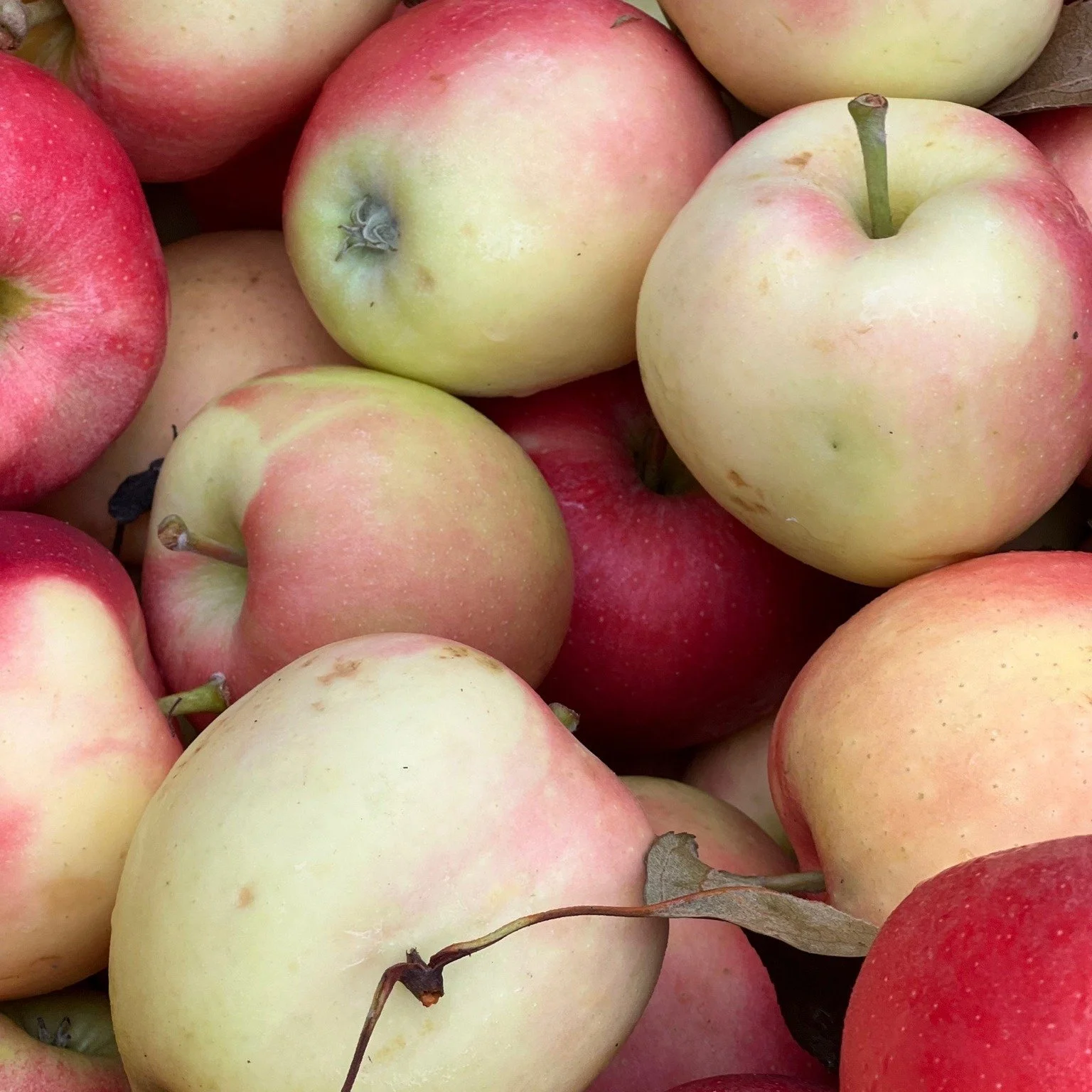 This weekend is the last weekend with the summer hours 9am-1pm , and then starting Nov 1, the market will be open at 10am!
That means this is the last weekend to get some of Liberty Orchards tasty fruit! Make sure to check out all the vendors this w