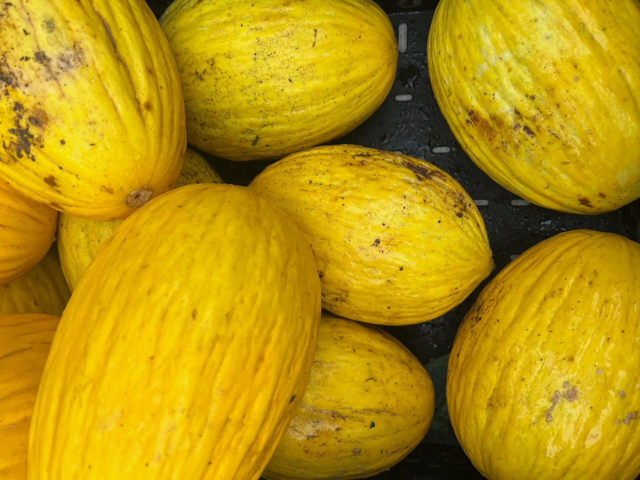 Squash and root veggies are in abundance! Our local veggie vendors will help anyone out to find the perfect produce for their holiday dish! Come visit!
.
.
.
 #csfarmmarket #coldspringfarmersmarket #farmersmarket #farmersmarkets #smallbusiness #farme