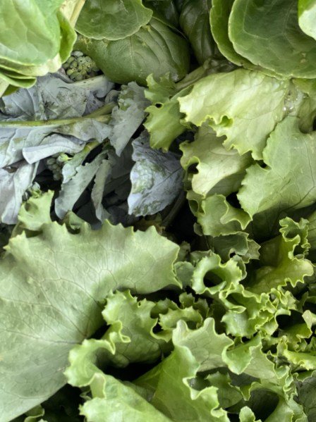 Titusville Farm has some tasty veggie offerings this weekend, with kale rabe bunches, turnips, salad greens, bok choy, sweet potatoes, carrots, dill and cilantro and more! We're especially excited for the flowering raab atop the kale bunches, it's so