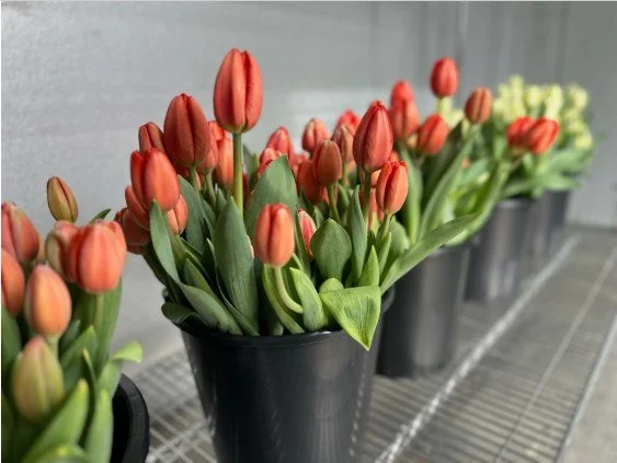 The sun and the spring are here! Six Dutchess is back this weekend with some beautiful flower offerings! They have some gorgeous bouquets ready to spruce up your kitchen table or living room! @sixdutchessfarm 
.
.
.
 #csfarmmarket #coldspringfarmersm