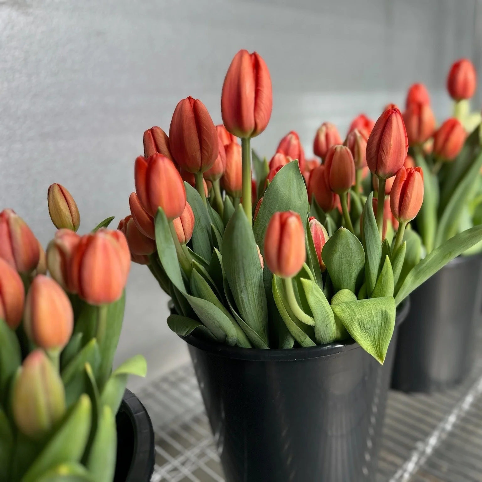 Nothing says Happy Mother's Day more than tulips in Spring! Six Dutchess has some beautiful arrangements and flowers for you, the perfect thing to bring over for the holiday or to simply brighten your kitchen table! @sixdutchessfarm 
.
.
.
 #csfarmma