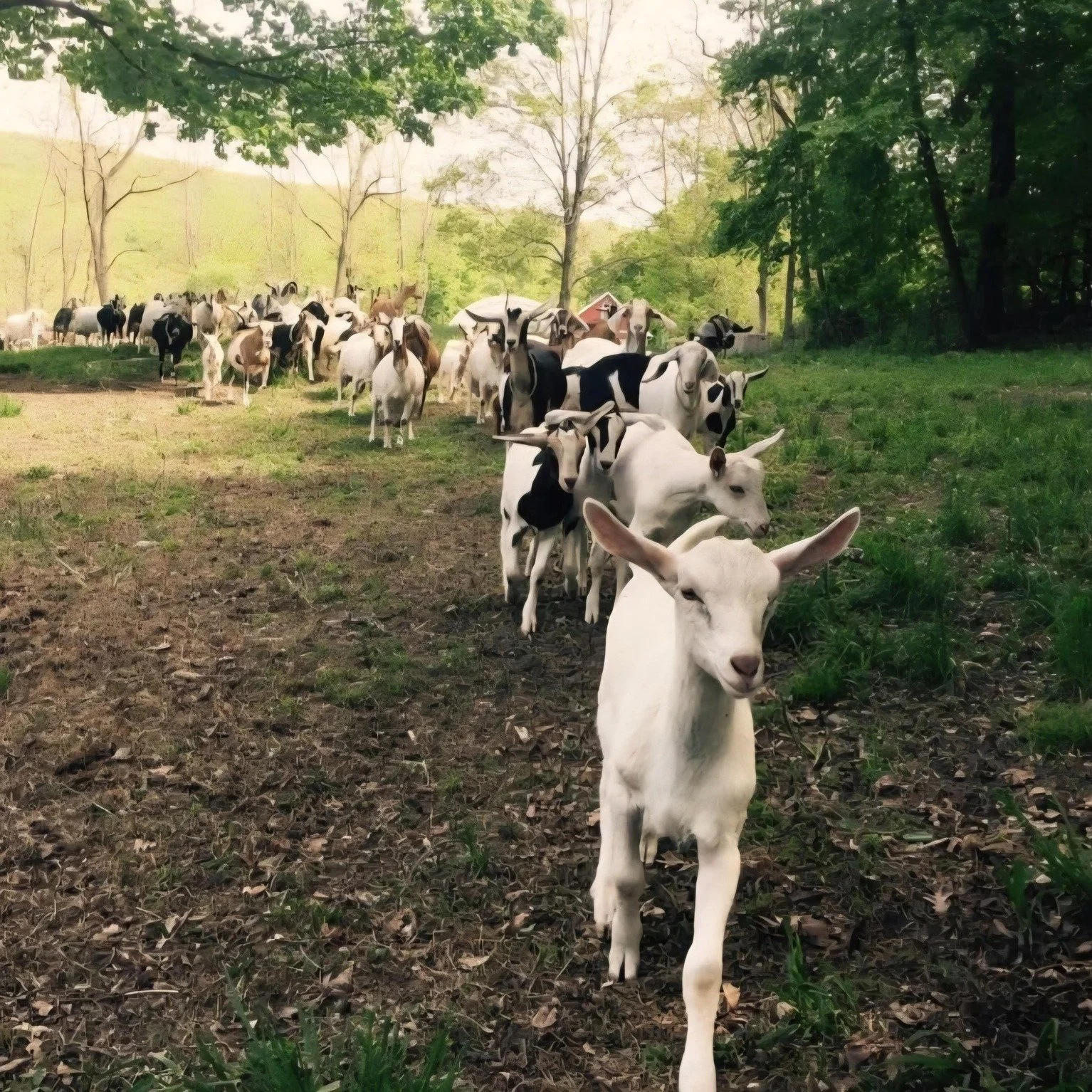 After this weekend&rsquo;s rain, the pastures at Edgwick Farm are bursting with rich green browse that the goat herd is happily devouring. All that fresh spring growth will soon become delicious goat milk, which Talitha will turn into fresh goat chee