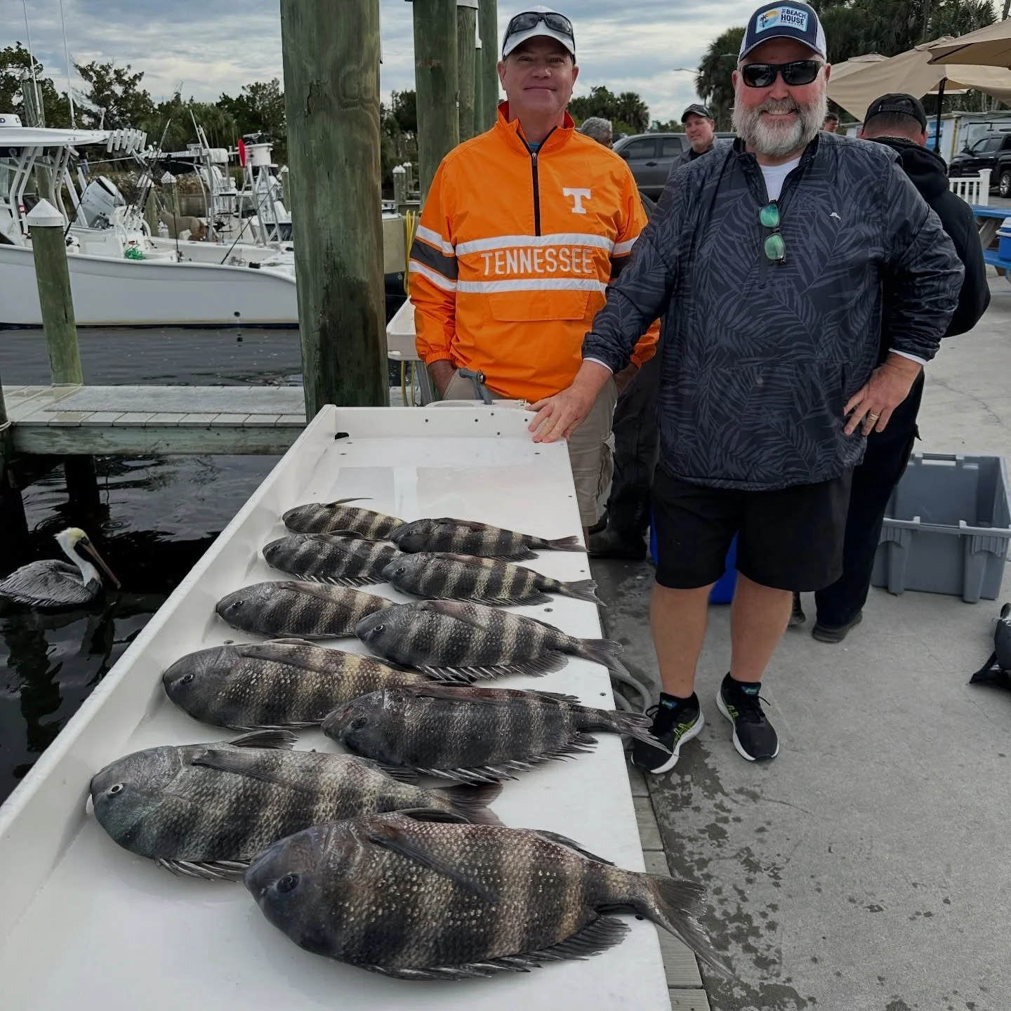 Kevin and Greg fished with me on a half day today, we rounded up some nice keeper sheeps 🔥 had to fight tooth and nail to find some shrimp but it paid off!

👉9043031968👈
🔥www.inshorepursuitcharters.com🔥

@shrimplanding 
@engelcoolers 
@finsbraid