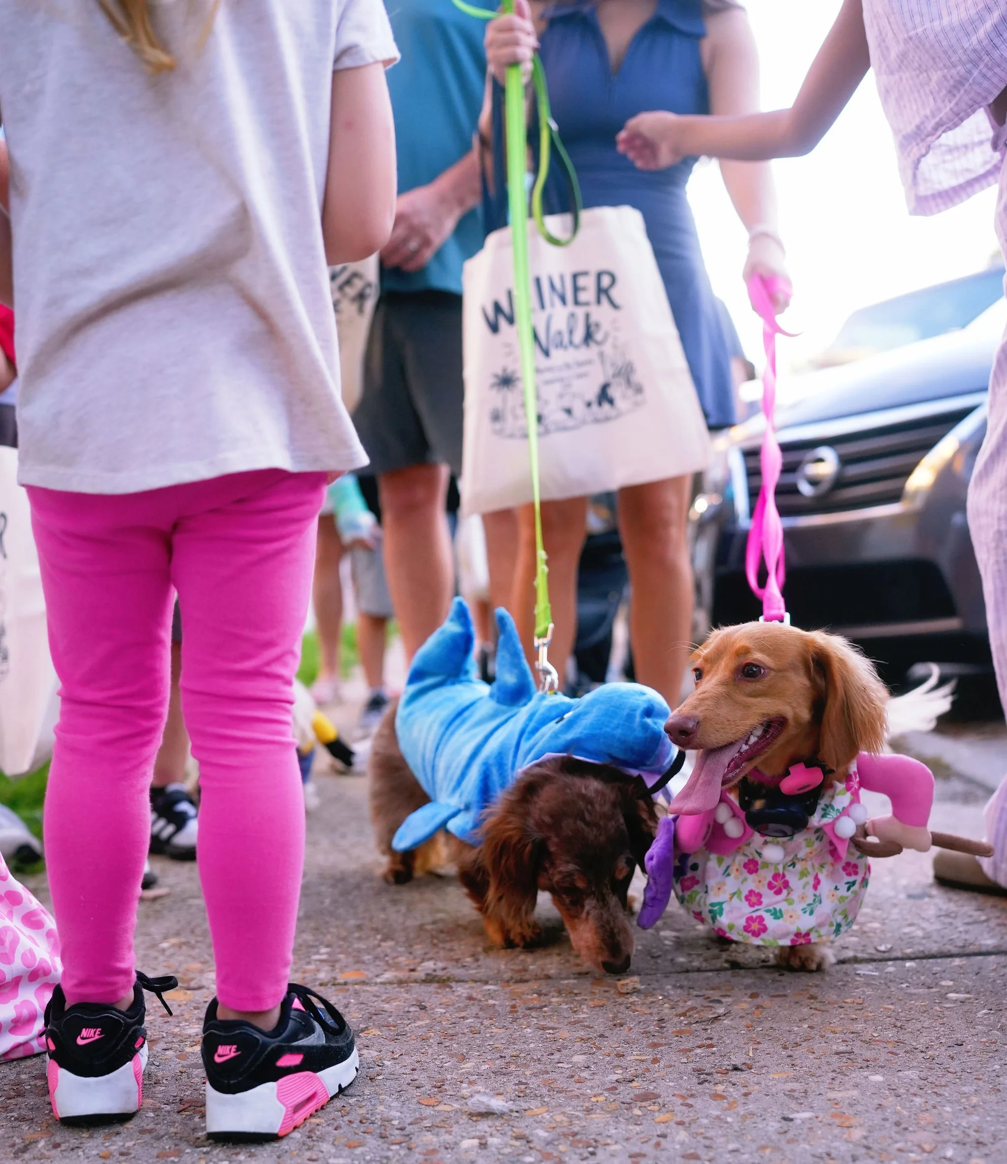 Children and dogs in a park during a walk. Girl in pink pants and Nike sneakers standing near a golden retriever wearing a floral dress and pink harness. Other children holding leashes and wearing casual clothes. Background includes a Civics car and 